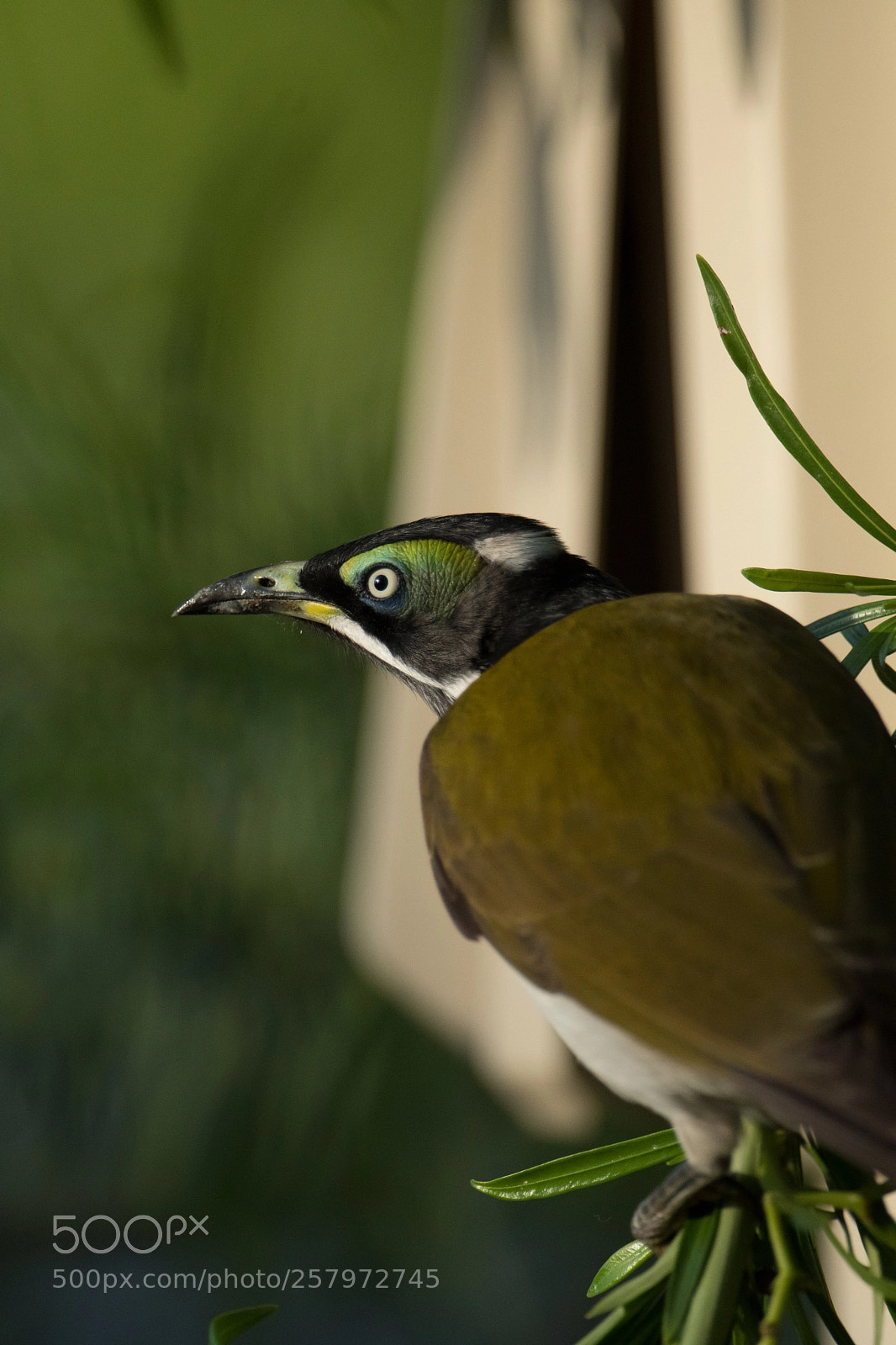 Nikon D500 sample photo. Blue faced honeyeater photography