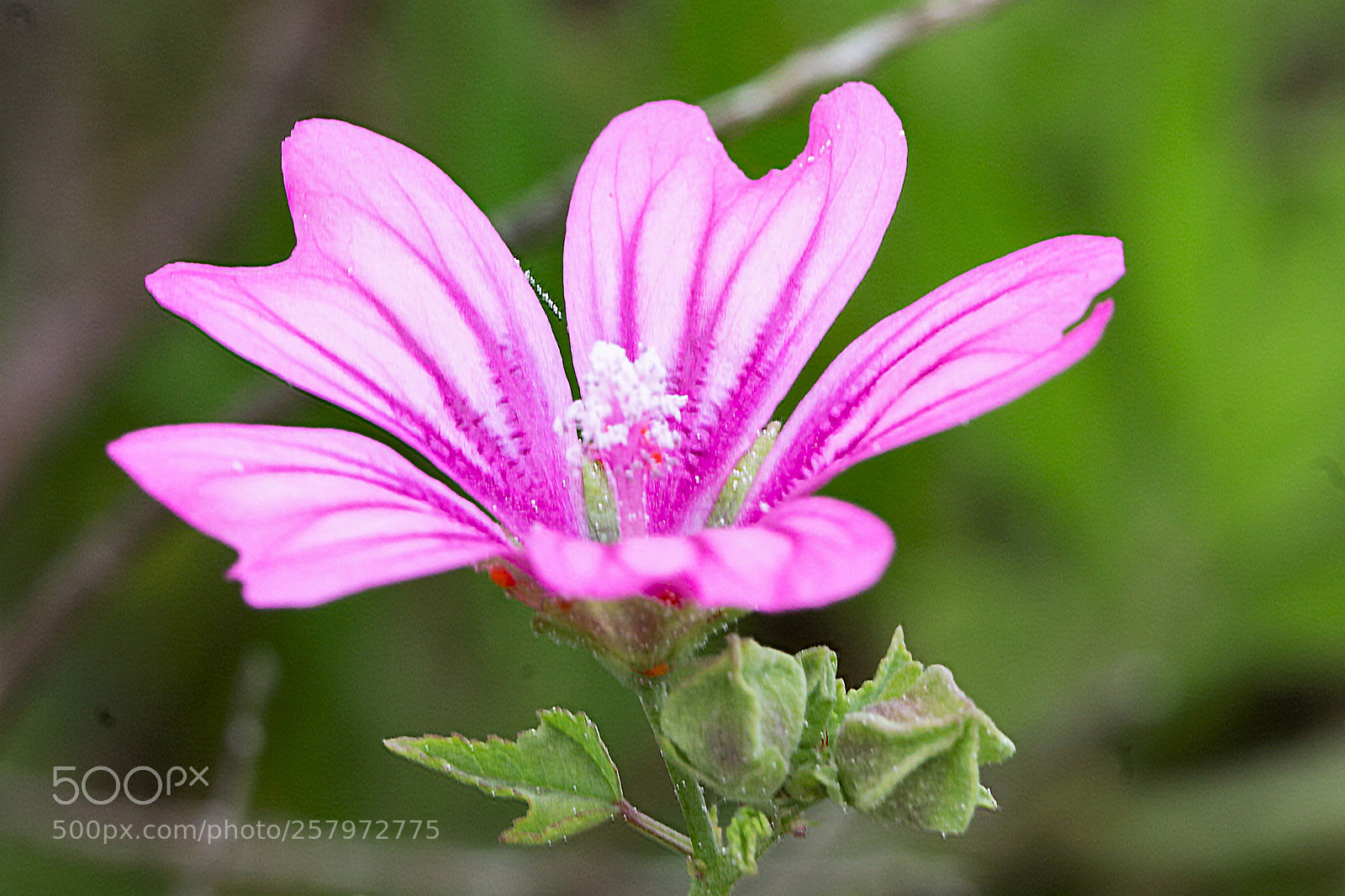 Canon EOS 1100D (EOS Rebel T3 / EOS Kiss X50) sample photo. Fiore di malva photography
