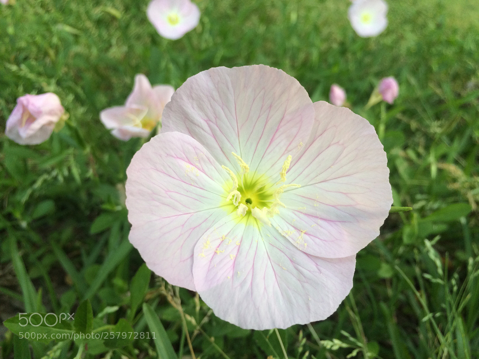 Apple iPhone 5s sample photo. Pink photography
