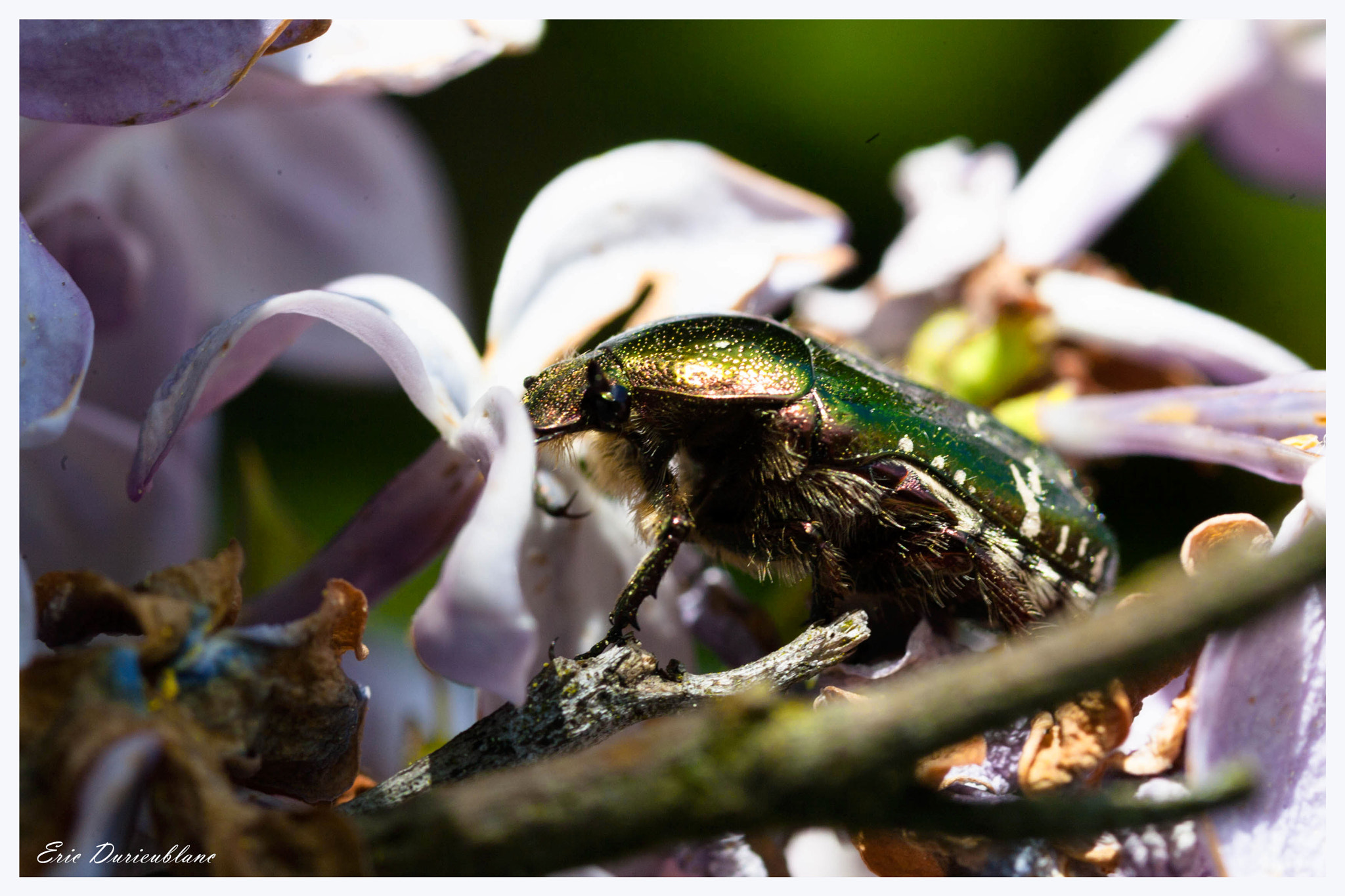 Canon EOS-1D Mark II sample photo