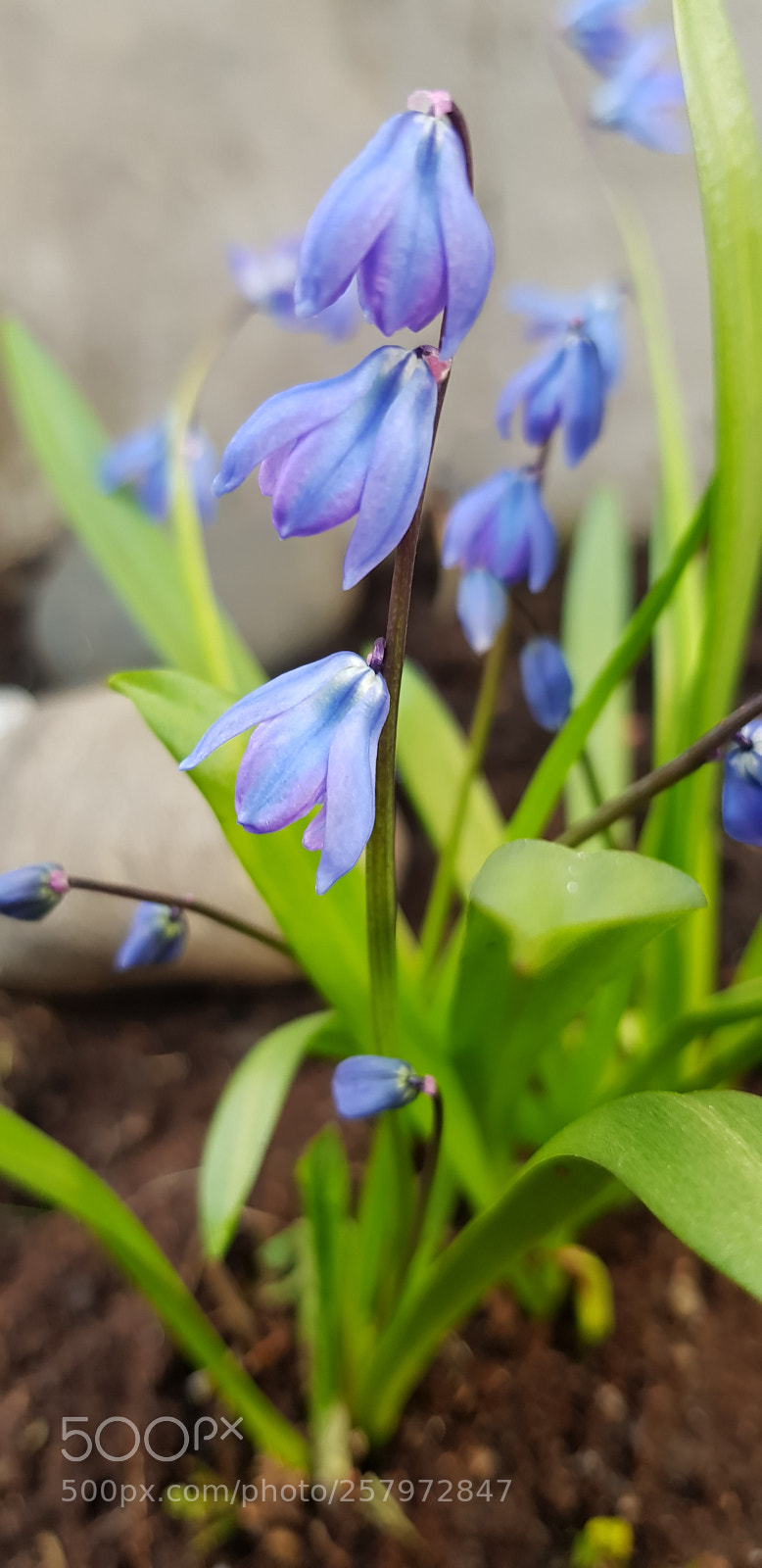 Samsung Galaxy S8 sample photo. Scilla siberica photography