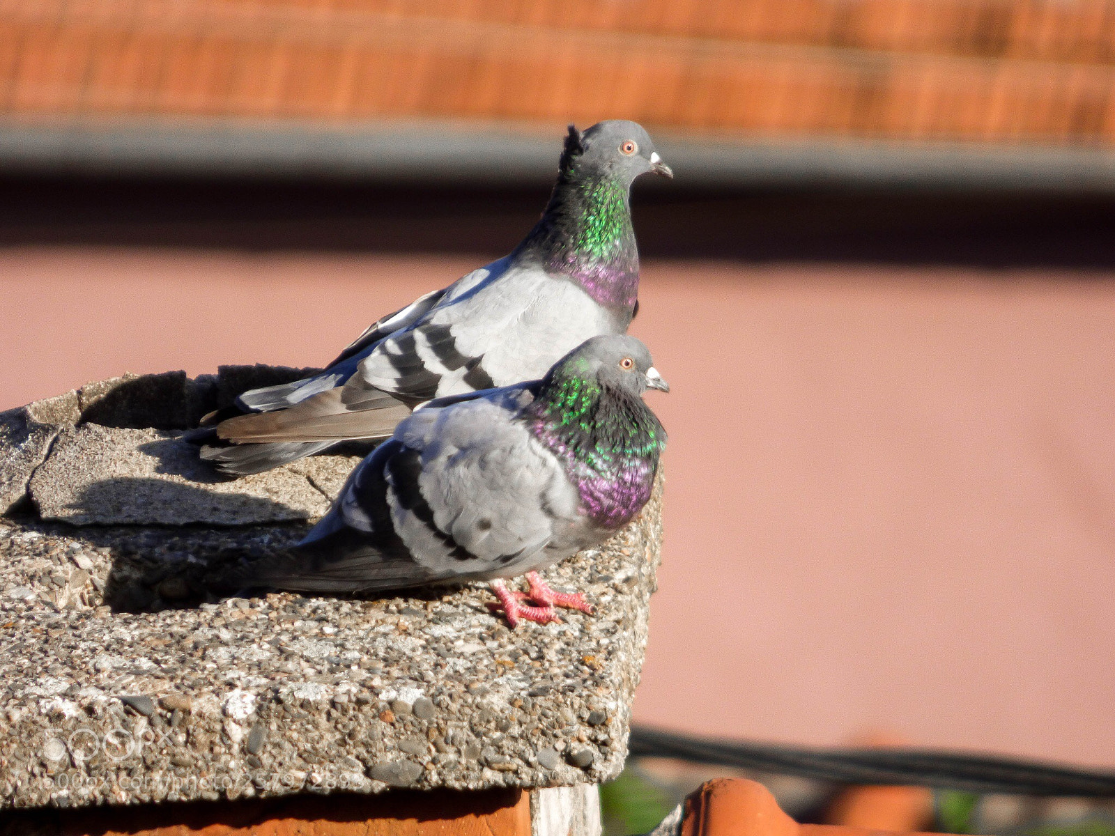 Panasonic Lumix DMC-FZ70 sample photo. Pigeon love  photography