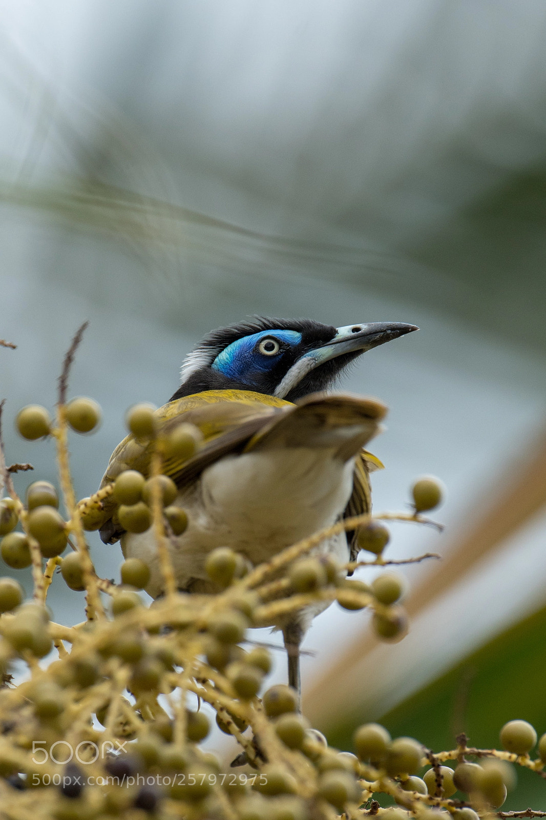 Nikon D500 sample photo. Blue faced honeyeater photography