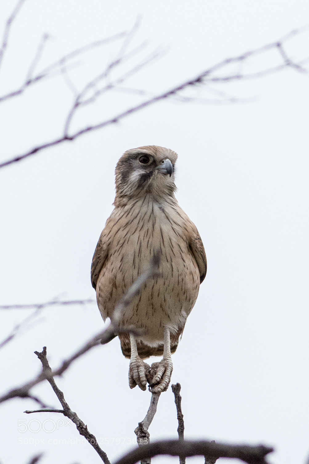 Nikon D500 sample photo. Little eagle photography