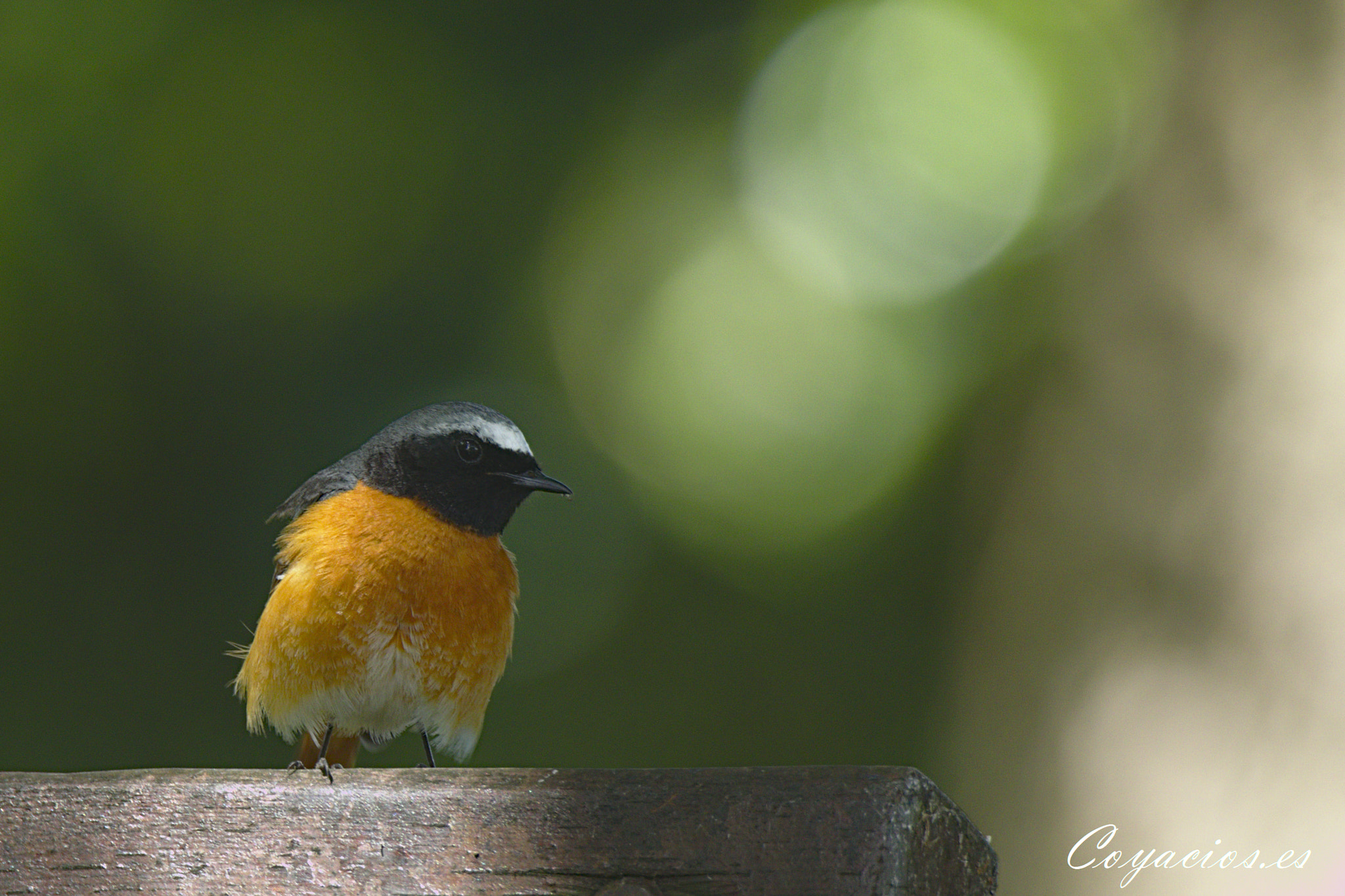 Canon EOS 7D Mark II sample photo. Colirrojo real ♂ (phoenicurus phoenicurus) photography