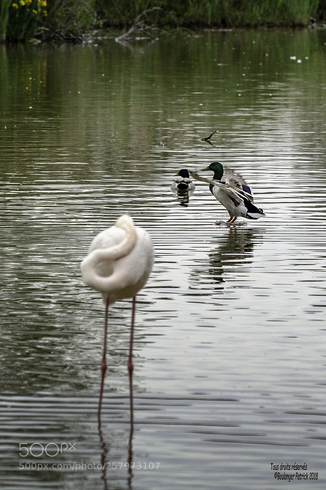 Nikon D7000 sample photo. Atterrissage photography