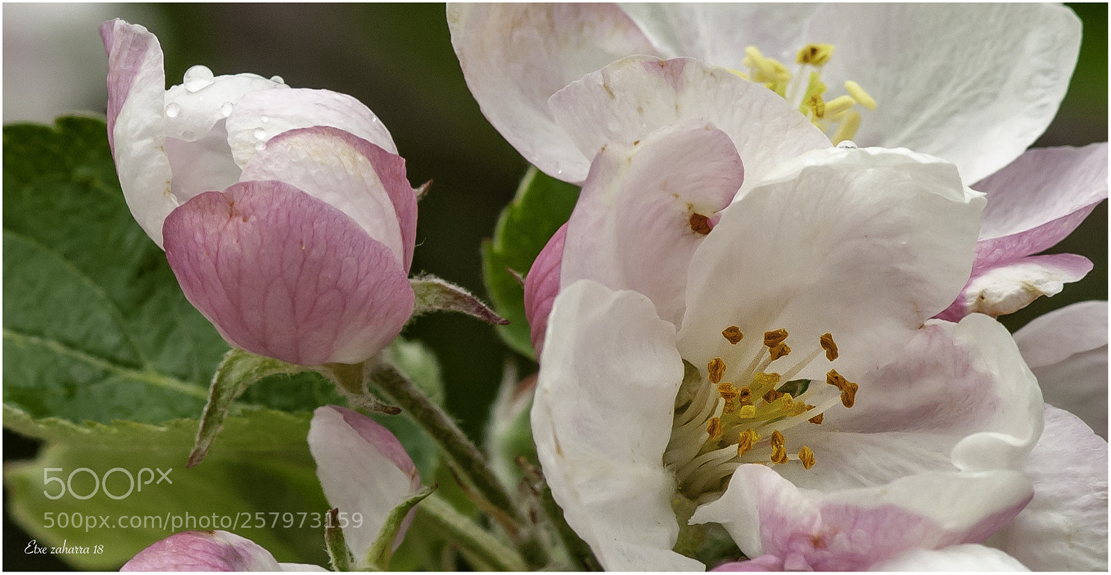 Nikon D300 sample photo. Paseando por el jard photography