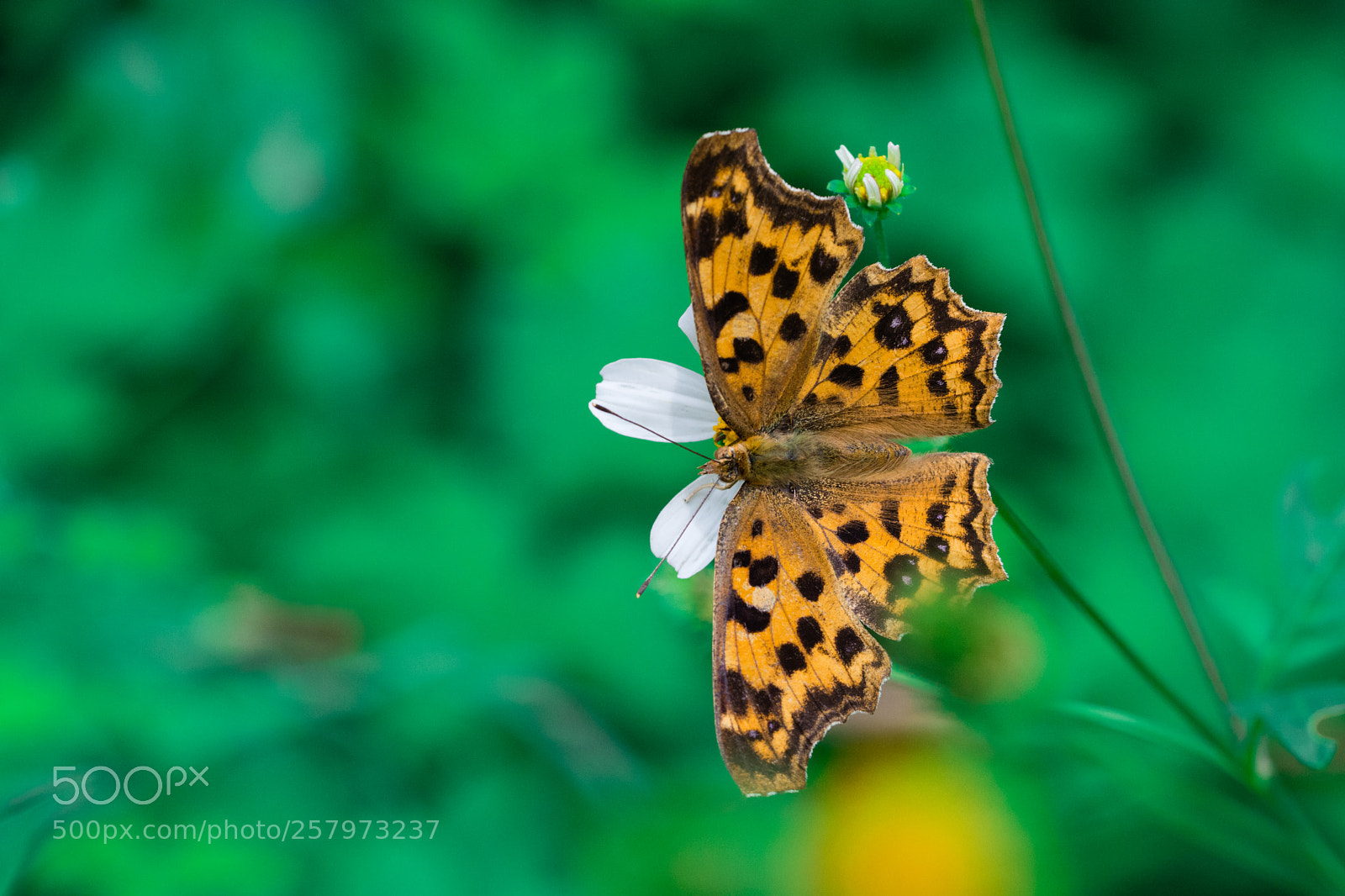 Nikon D5200 sample photo. Butterfly photography