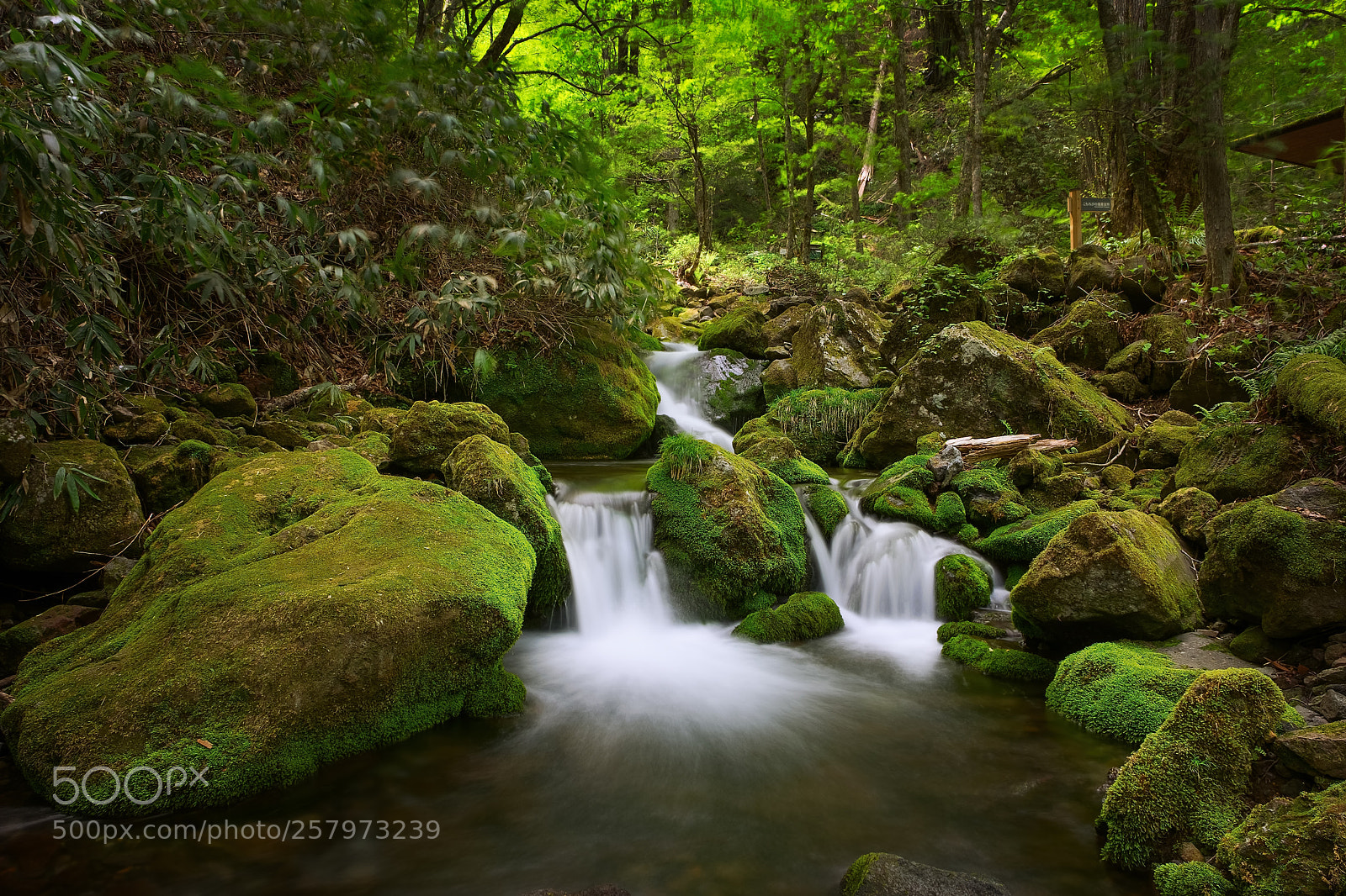 Fujifilm X-T1 sample photo. Mossy creek photography