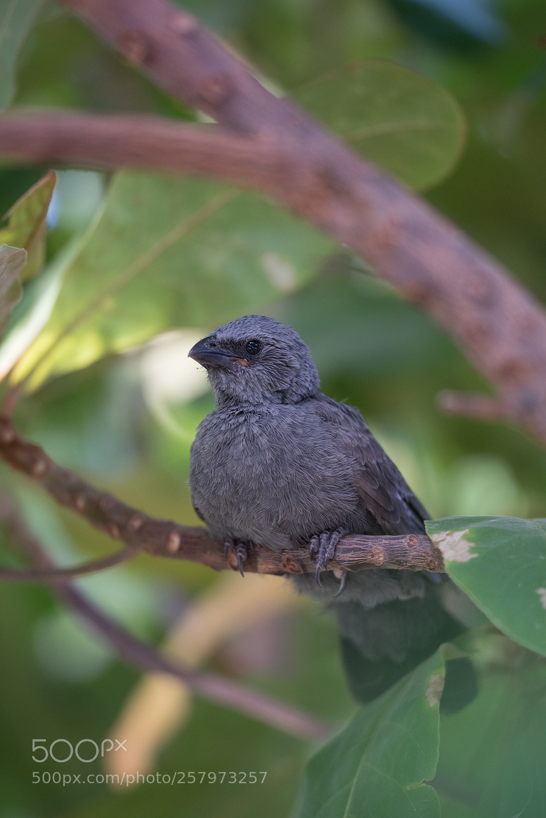 Nikon D750 sample photo. Juvenile apostle bird photography
