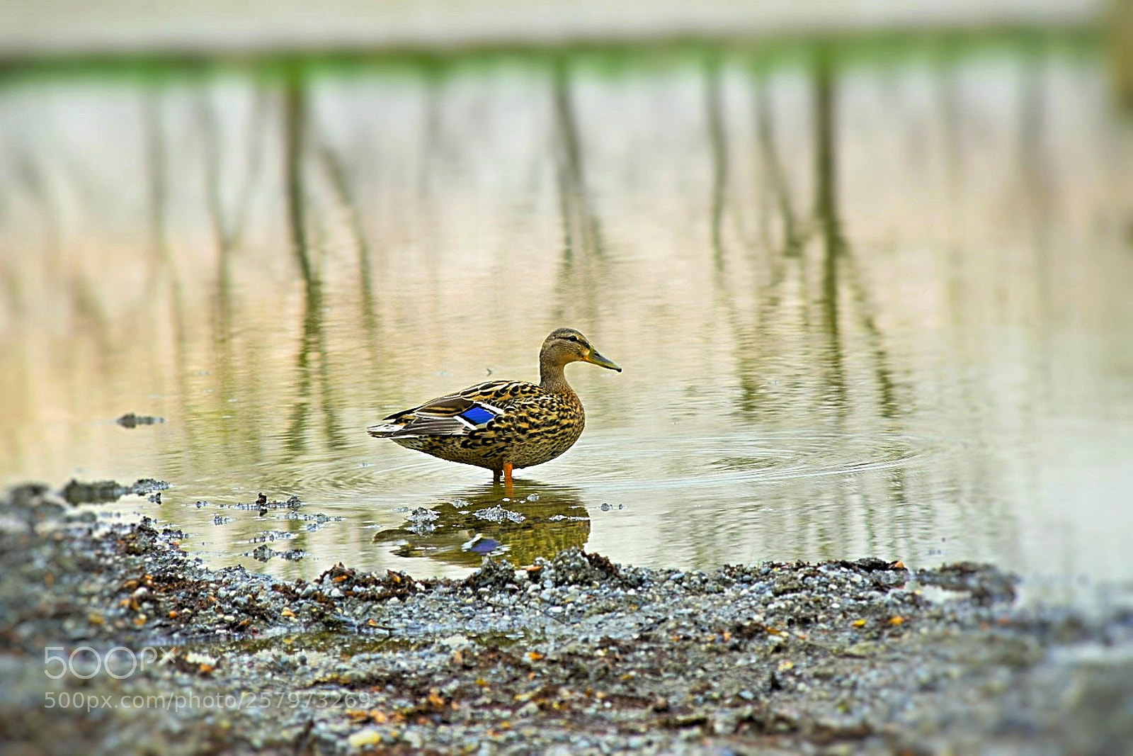 Nikon D5300 sample photo. Alleine! photography
