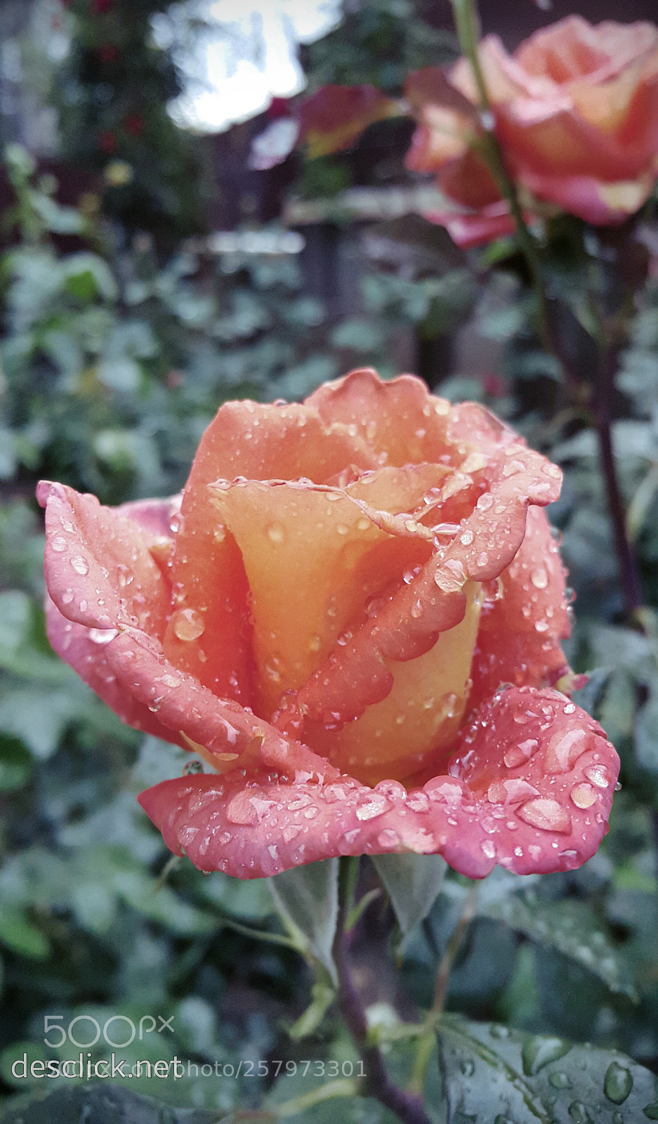 Samsung Galaxy Note4 sample photo. The beauty of a photography