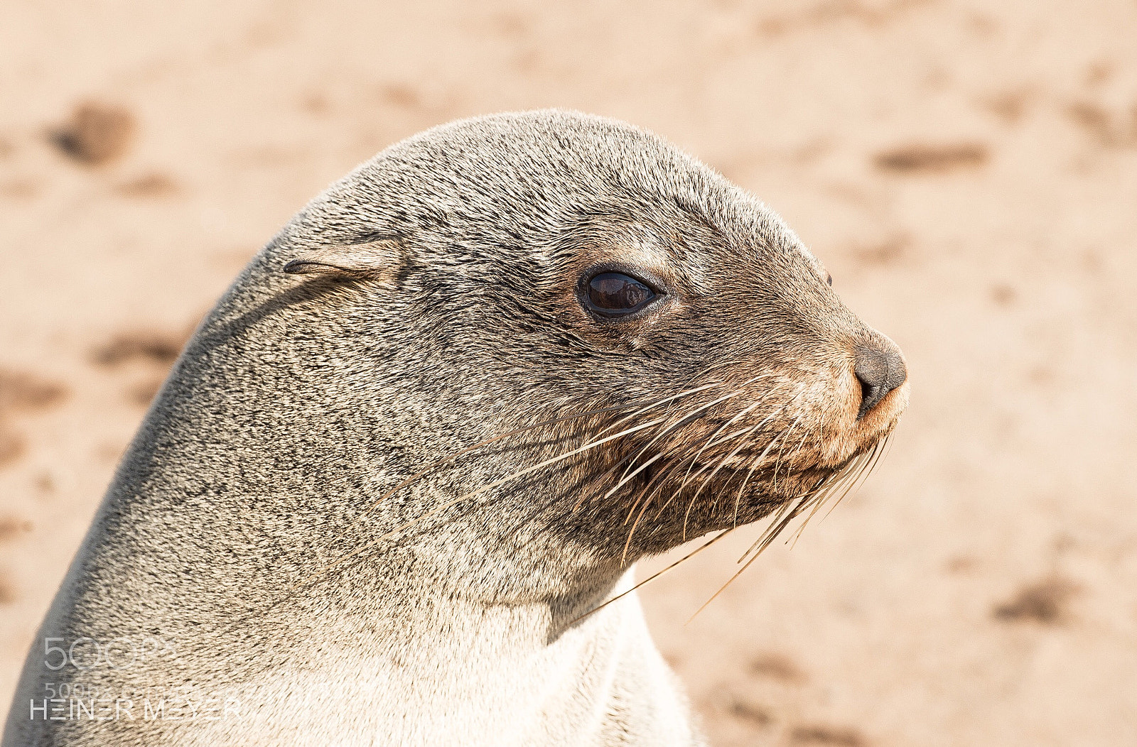 Nikon D4S sample photo. Seal photography
