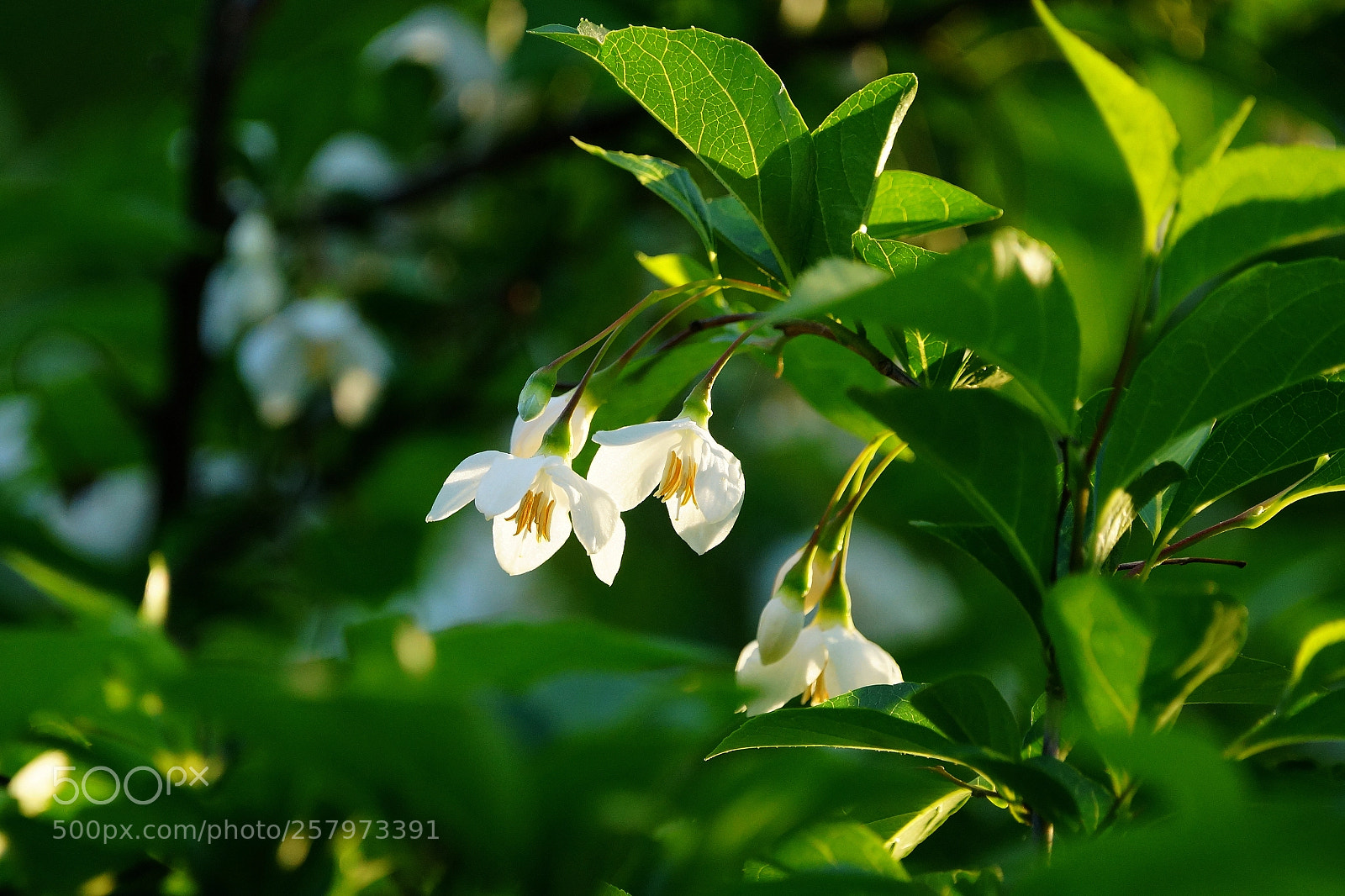 Sony SLT-A99V sample photo. Snowbell photography