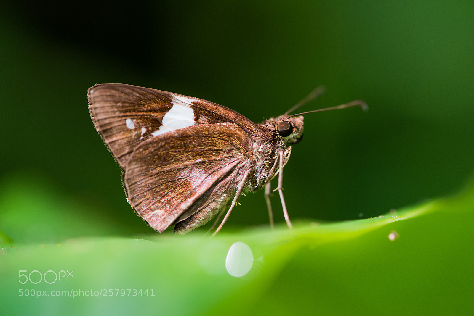 Nikon D810 sample photo. Notocrypta curvifascia photography