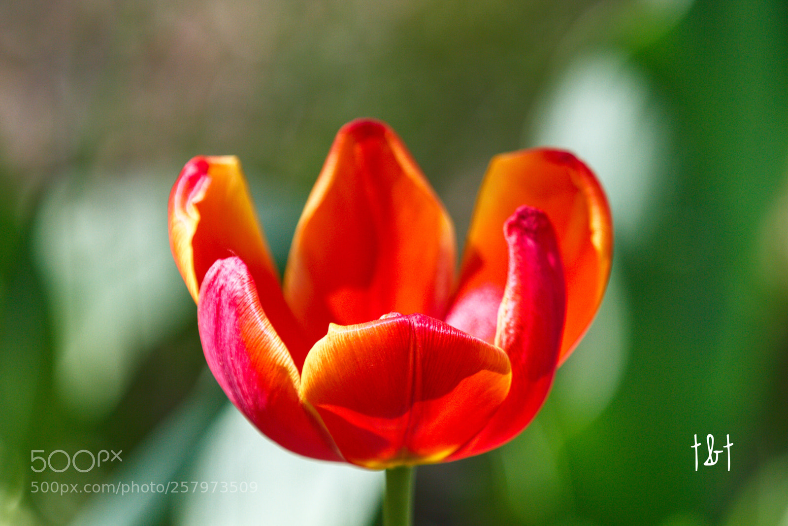 Canon EOS 7D sample photo. Untitled photography