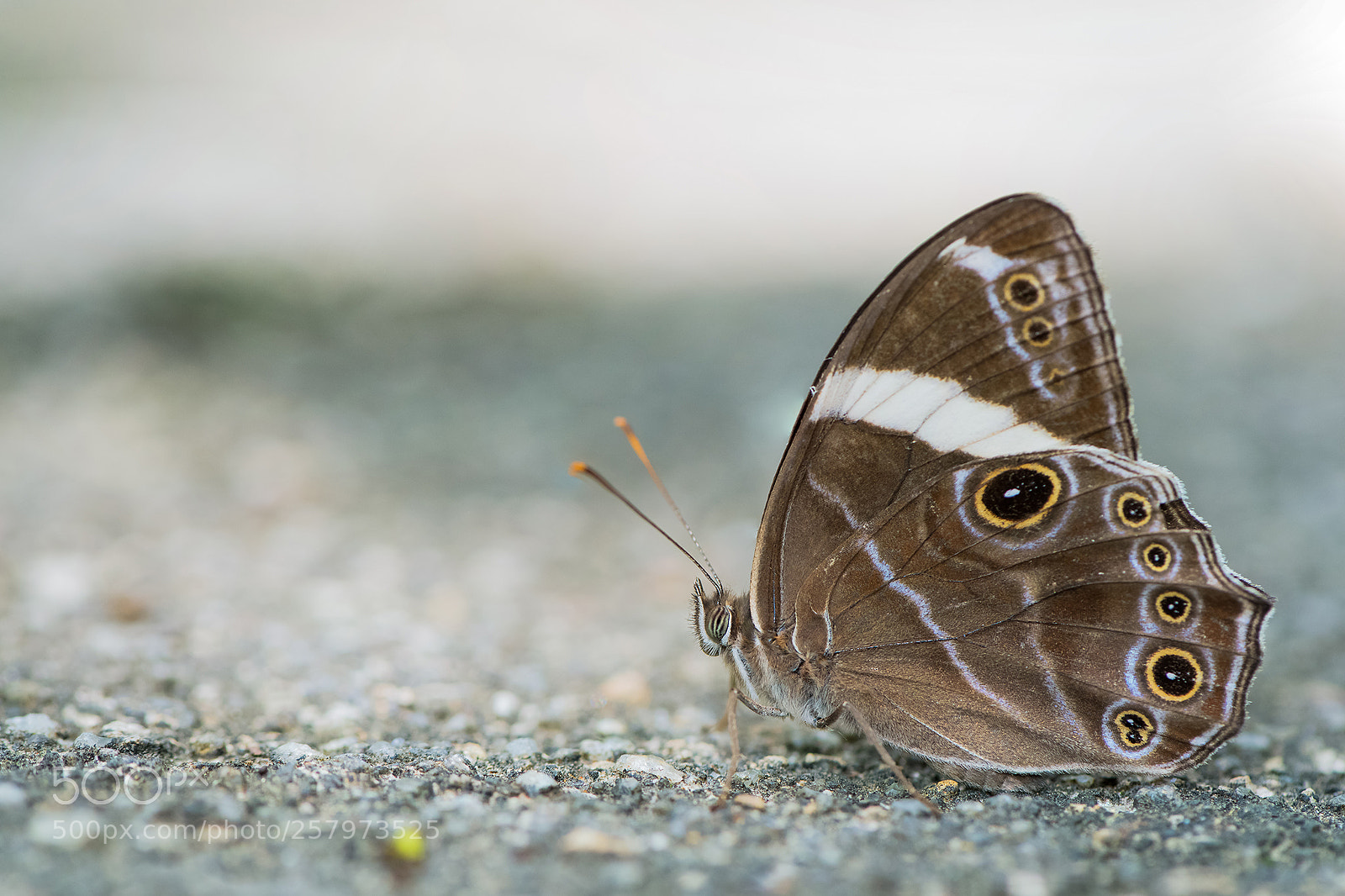 Nikon D810 sample photo. Lethe confusa photography