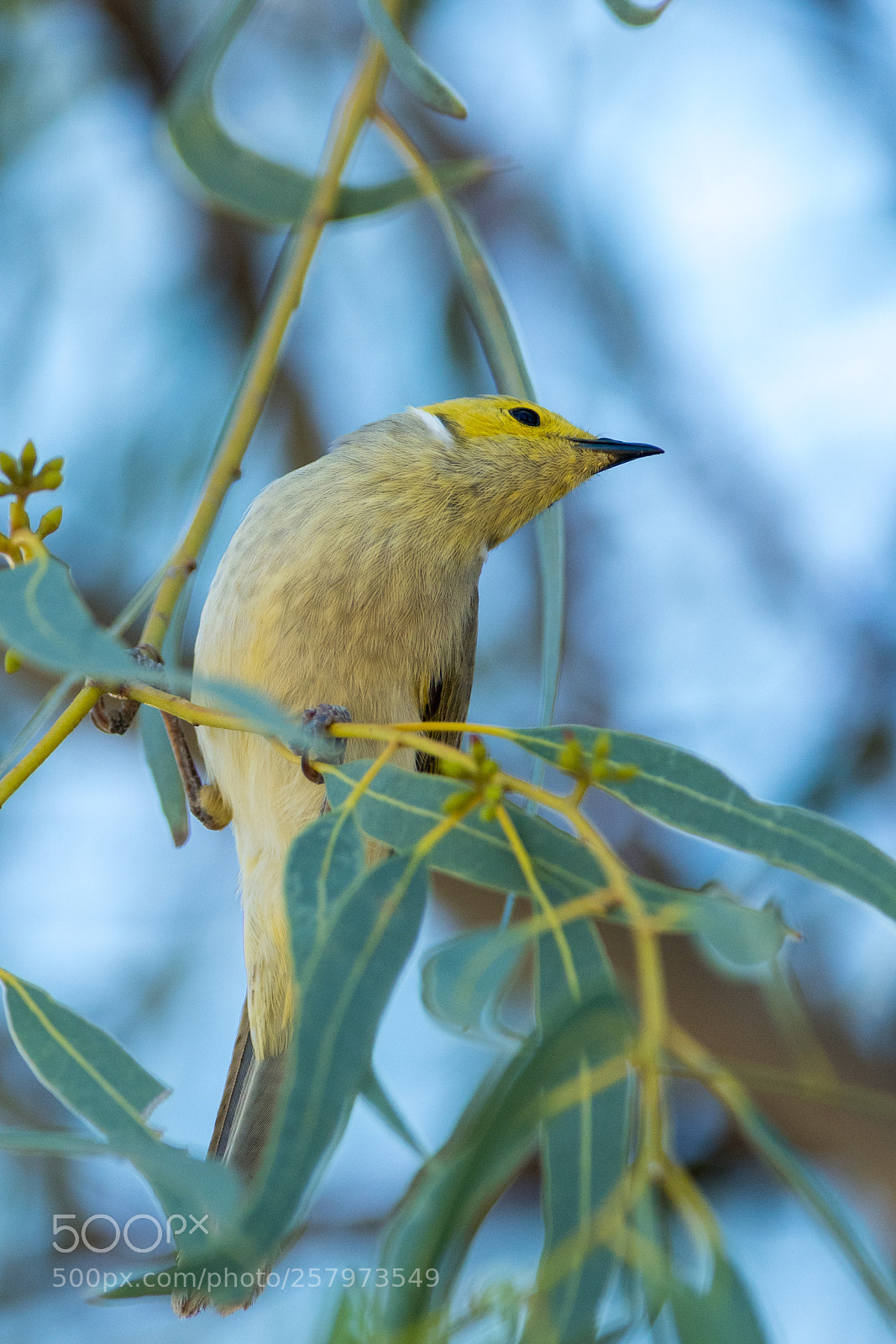 Nikon D500 sample photo. White plumed honeyeater photography