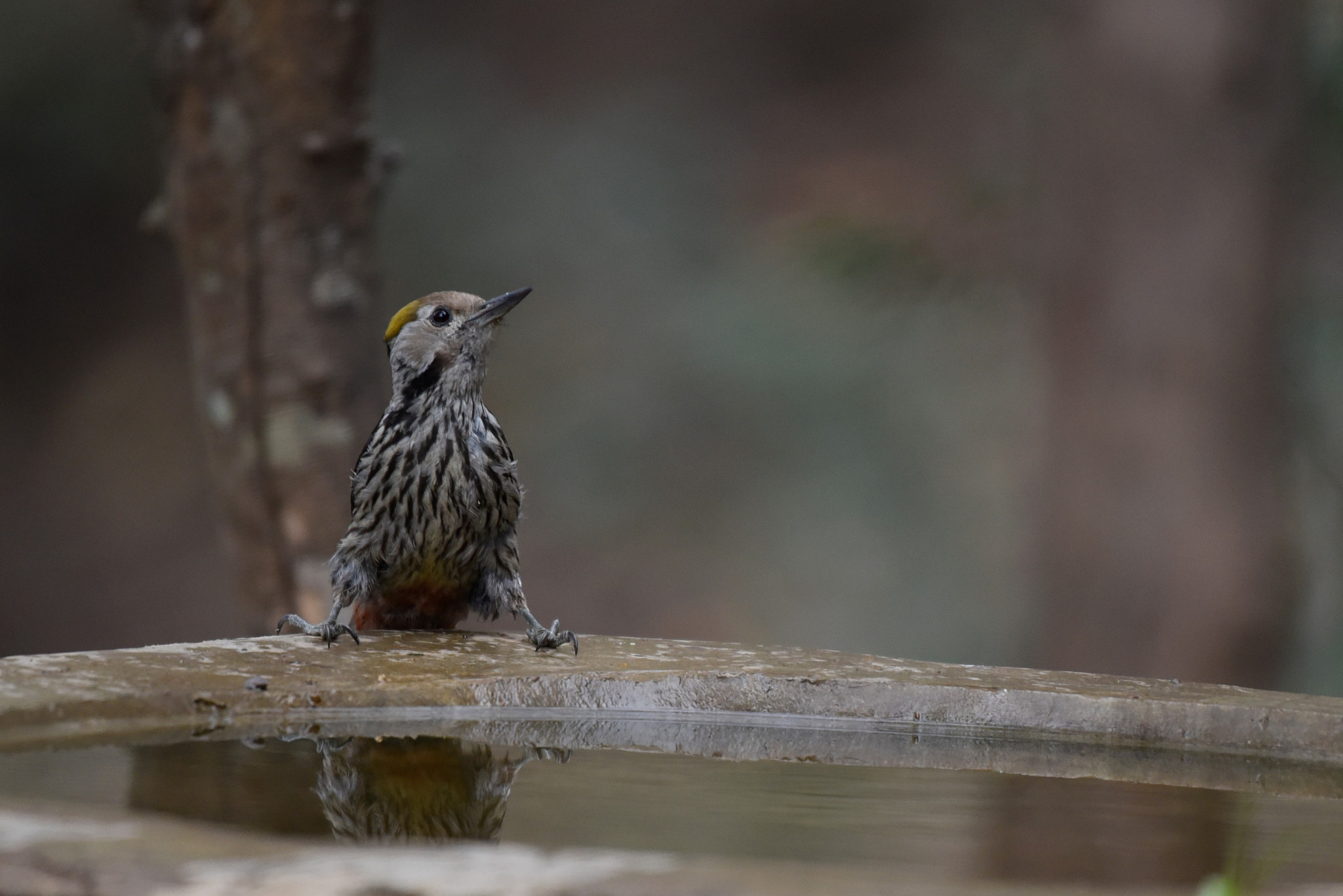 Nikon D750 + Nikon AF-S Nikkor 200-500mm F5.6E ED VR sample photo. Goldenback woodpecker photography