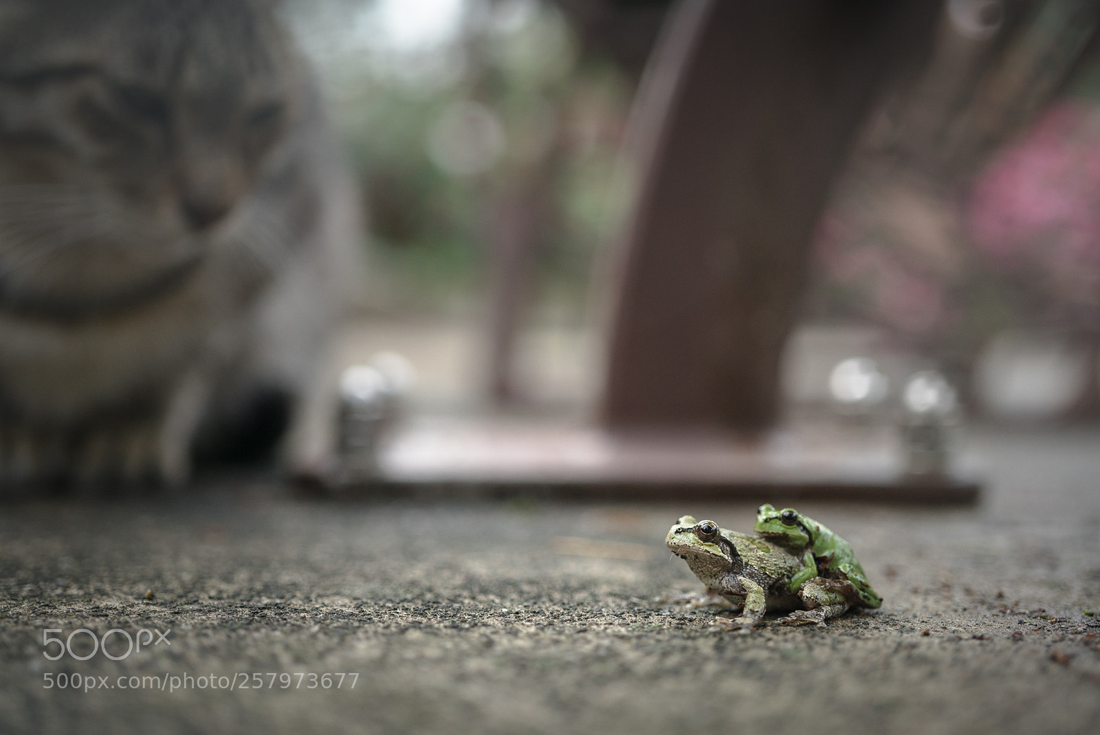 Sony a7S II sample photo. A couple and a photography