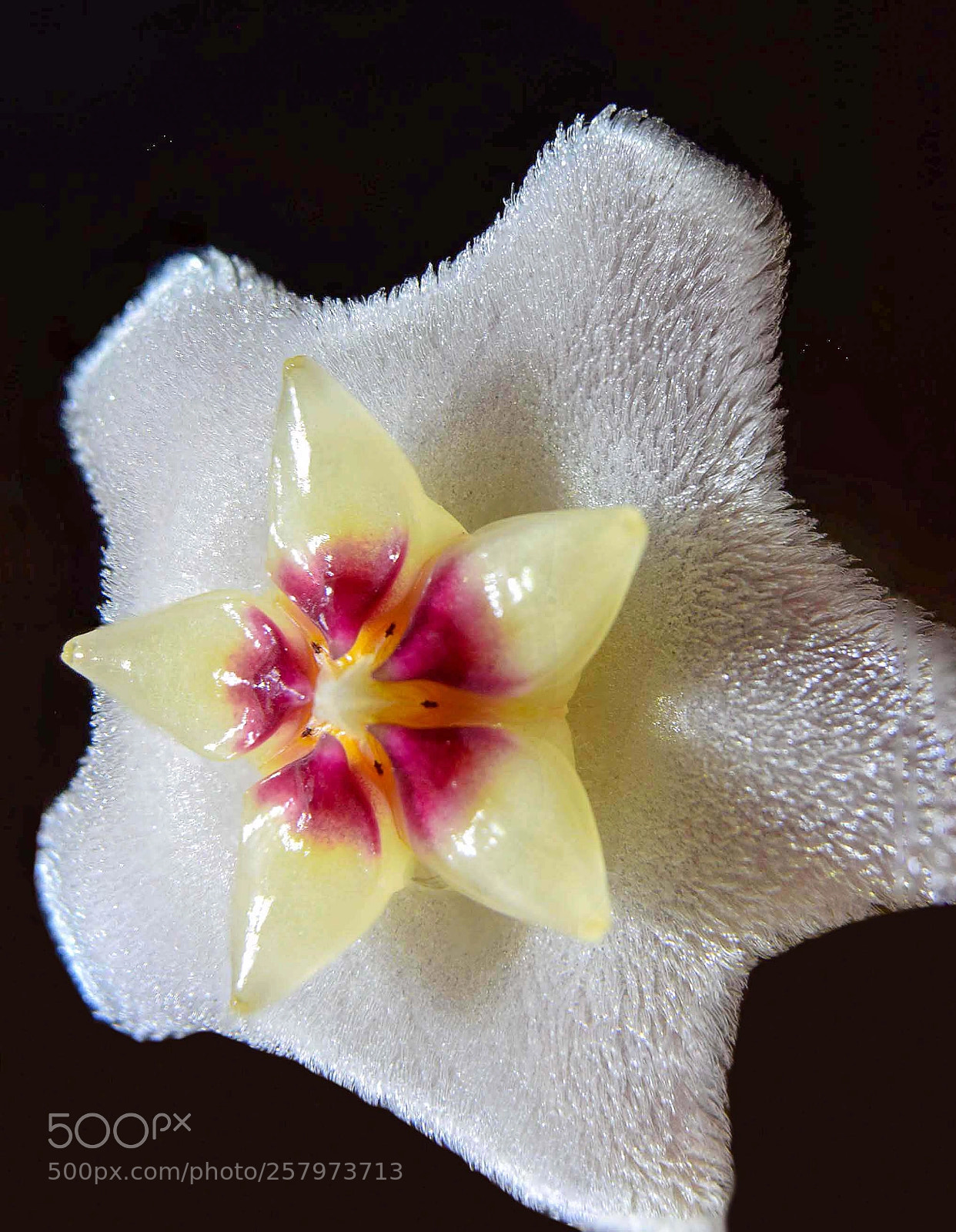 Nikon D3300 sample photo. Hoya photography