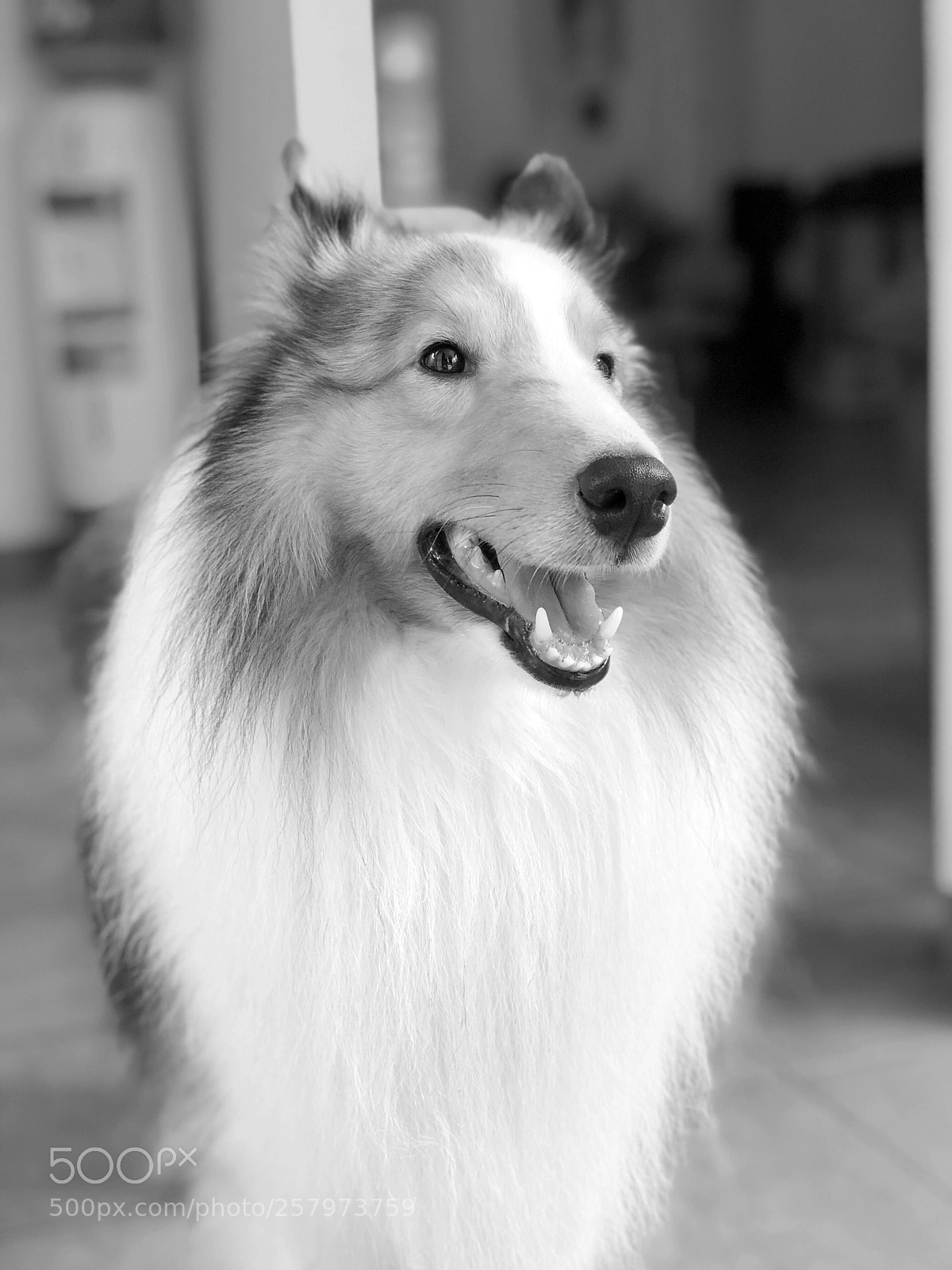 Apple iPhone X sample photo. Morning face photography