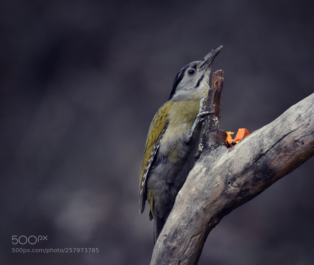 Nikon D750 sample photo. Goldenback woodpecker photography