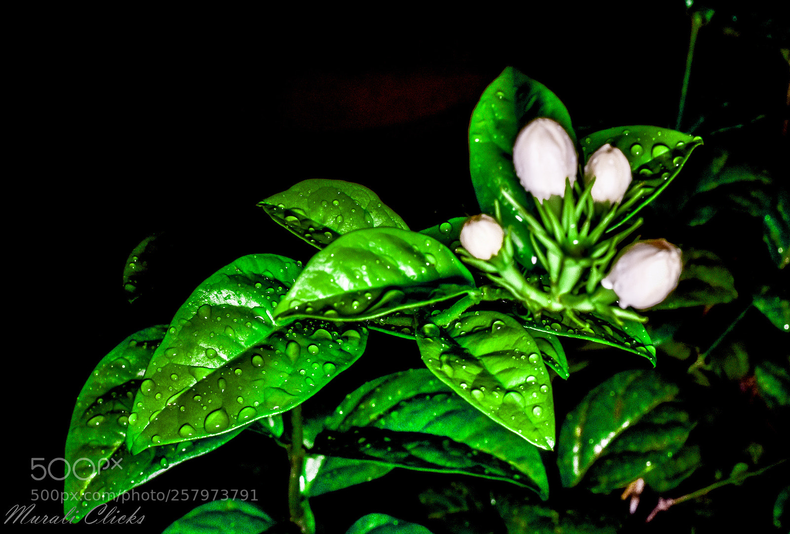 Nikon D7200 sample photo. Untitled photography
