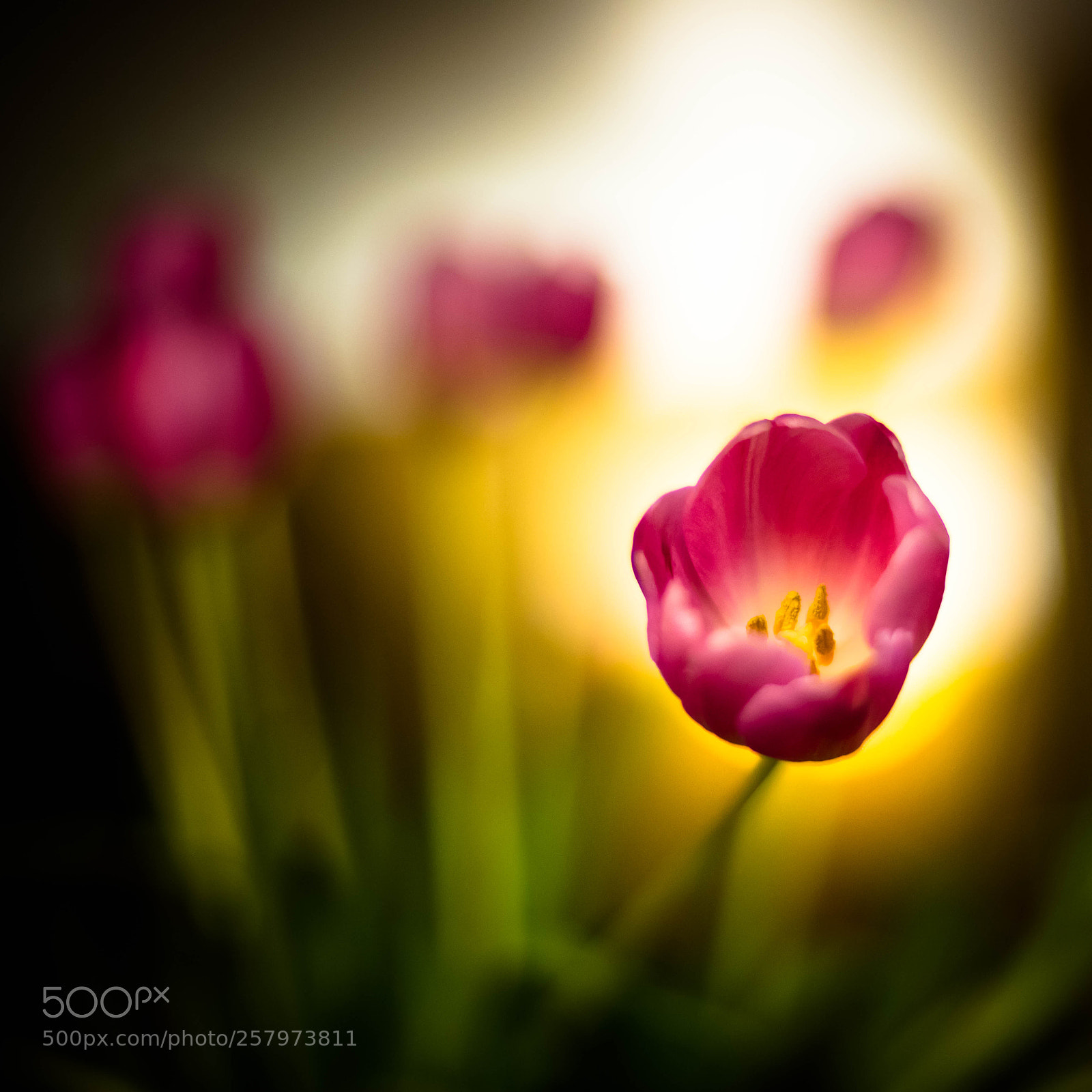 Canon EOS 6D Mark II sample photo. 2018-134 tulip photography