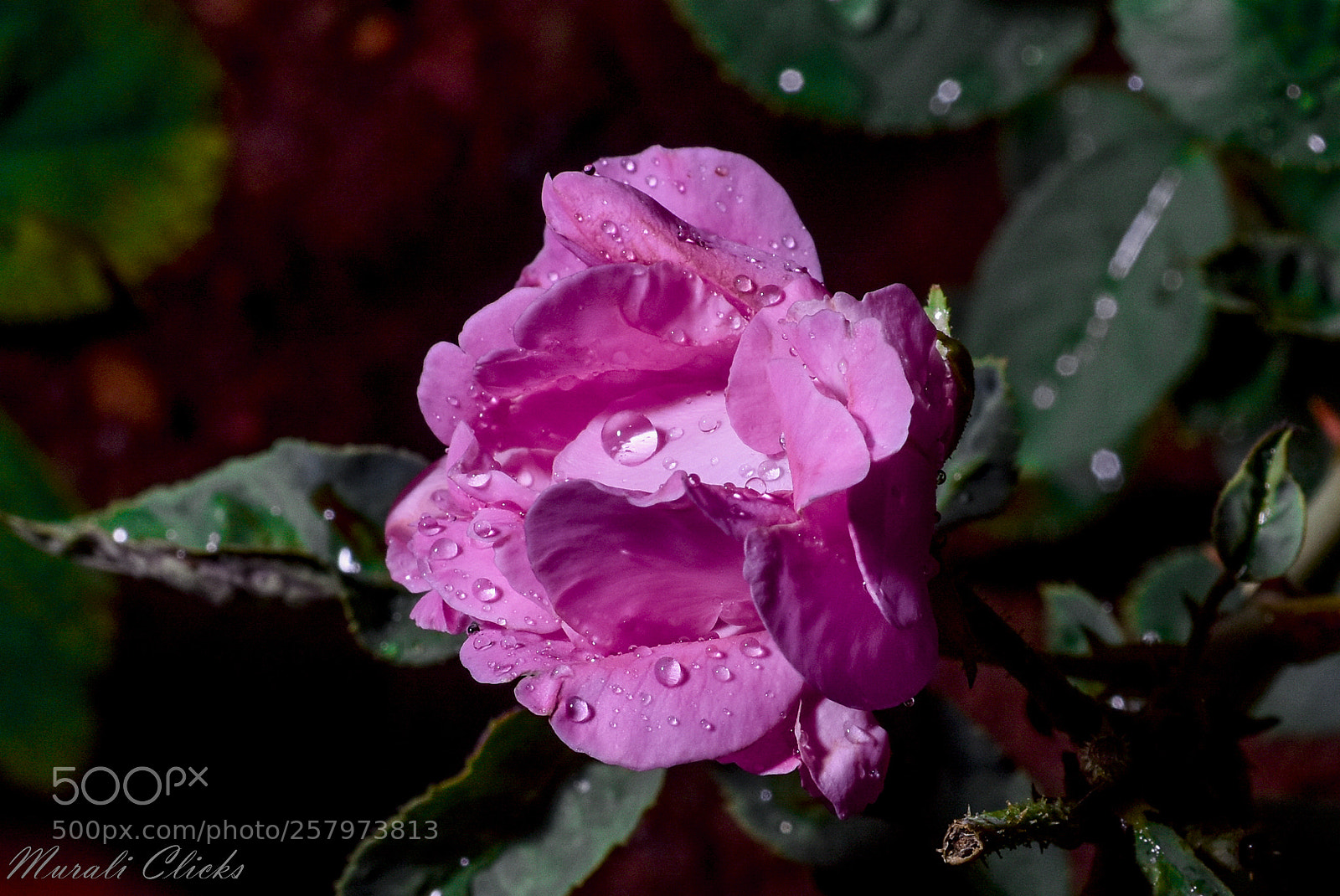 Nikon D7200 sample photo. Untitled photography
