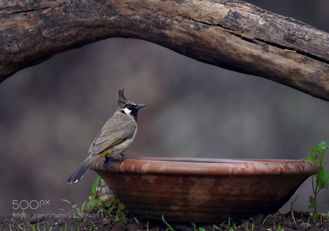 Nikon D750 sample photo. Himalayan bulbul photography