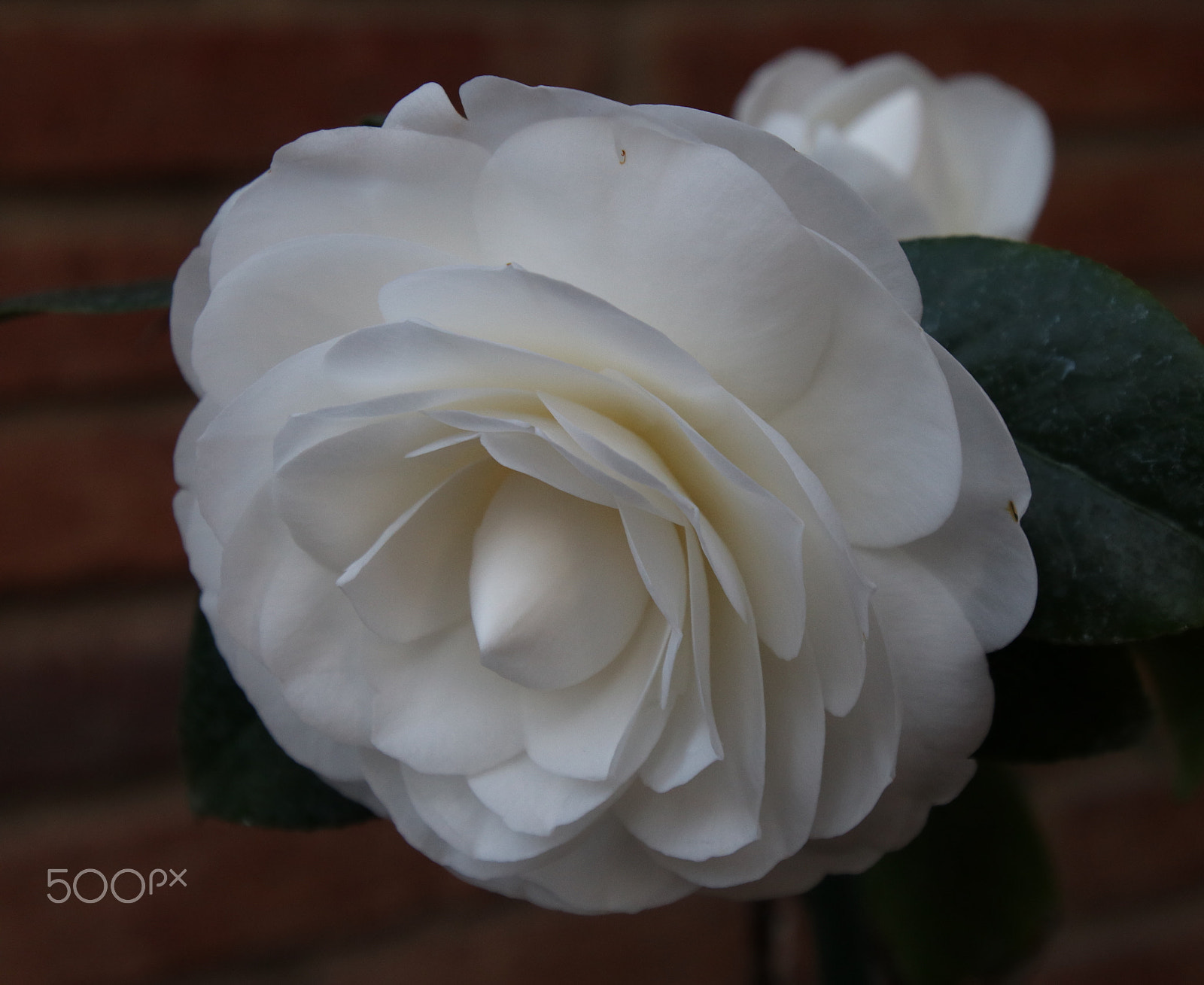Canon EOS 80D sample photo. Camellia photography