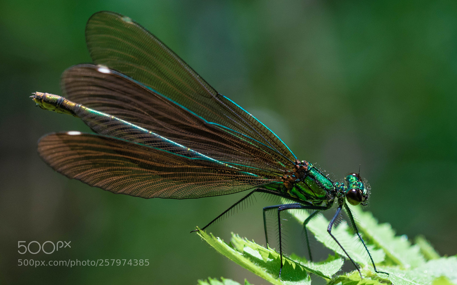 Nikon D5300 sample photo. Demoiselle photography