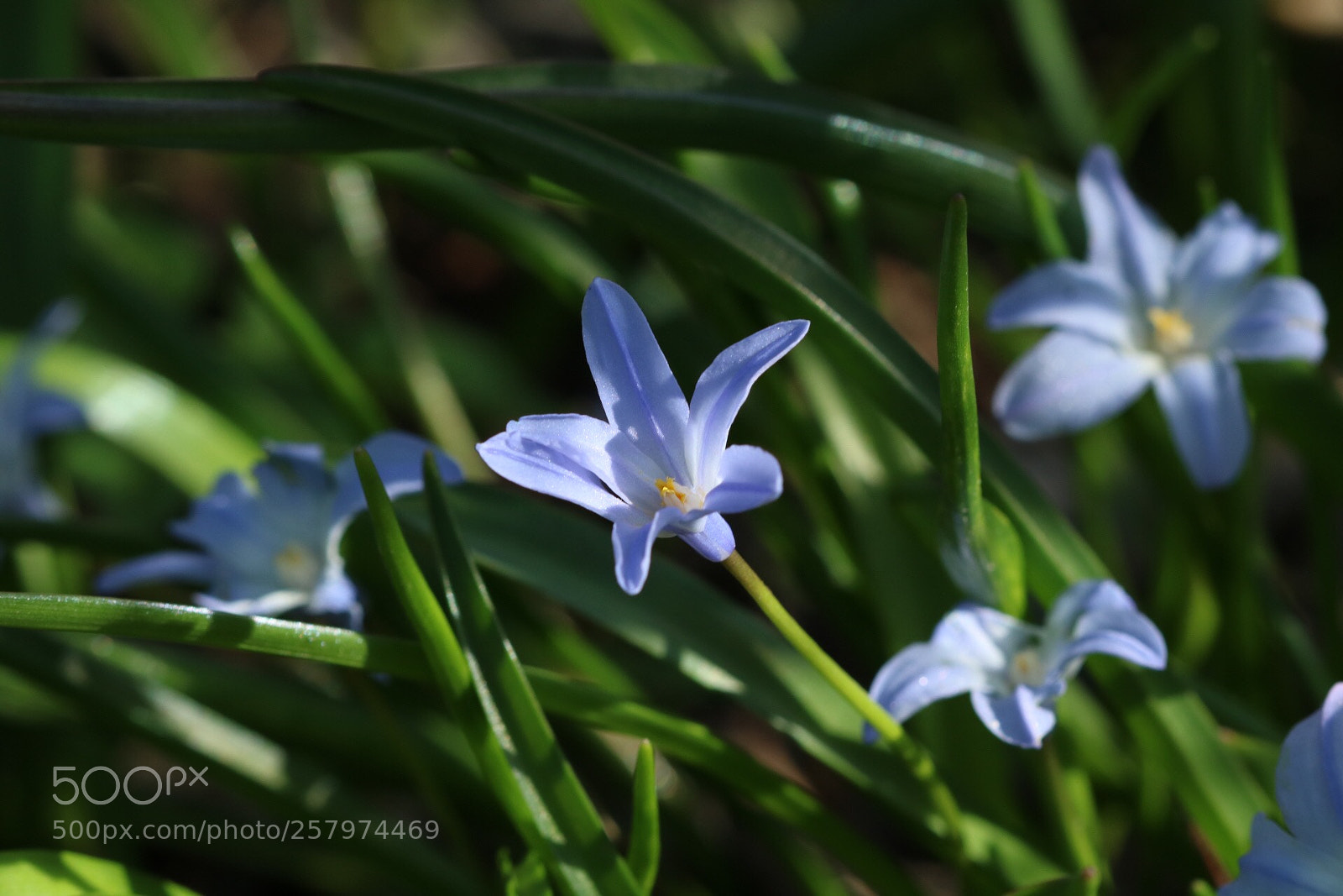 Canon EOS 760D (EOS Rebel T6s / EOS 8000D) sample photo. Flowers in my garden  photography