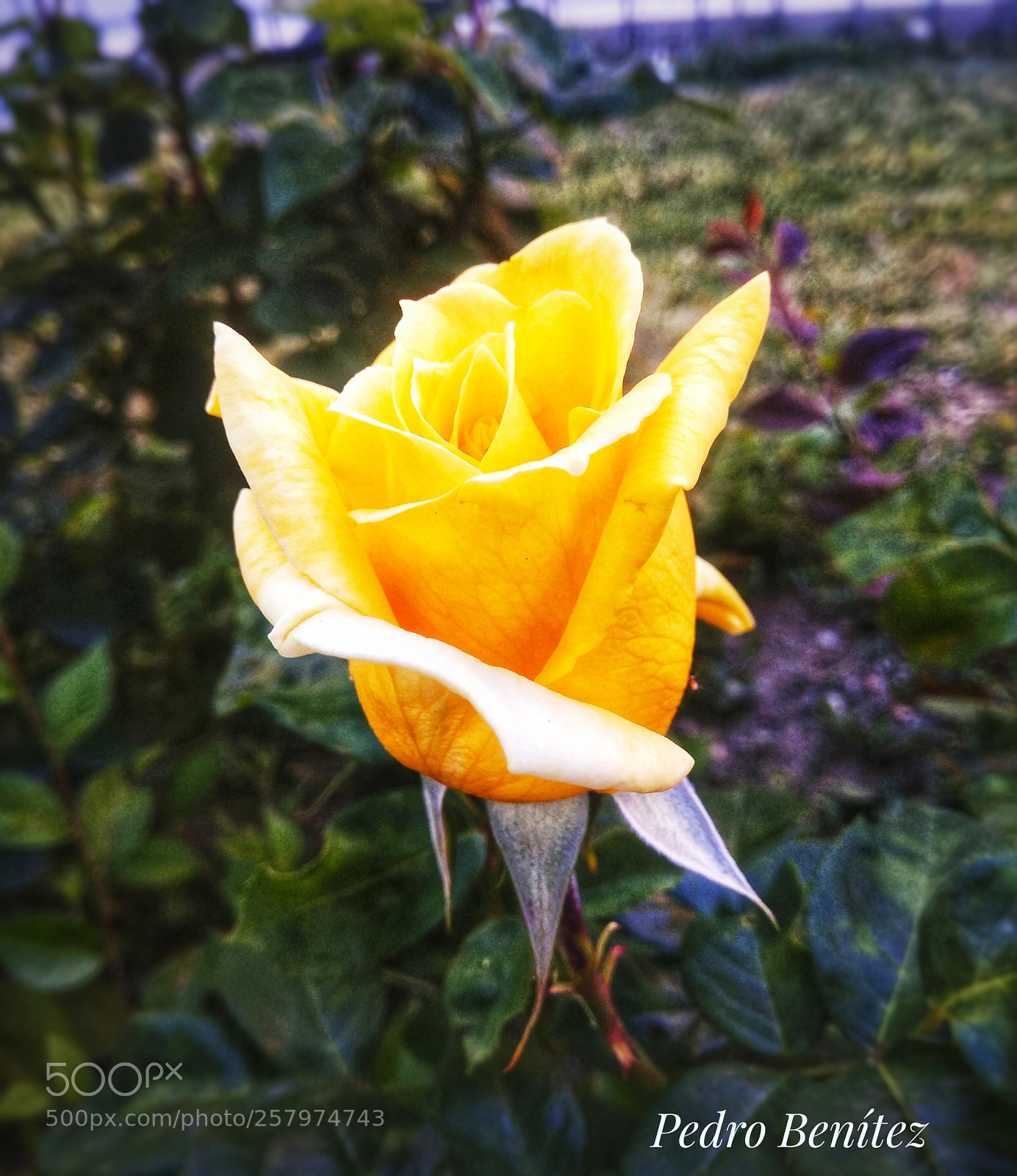 Xiaomi Redmi Note 4 sample photo. Rosa photography