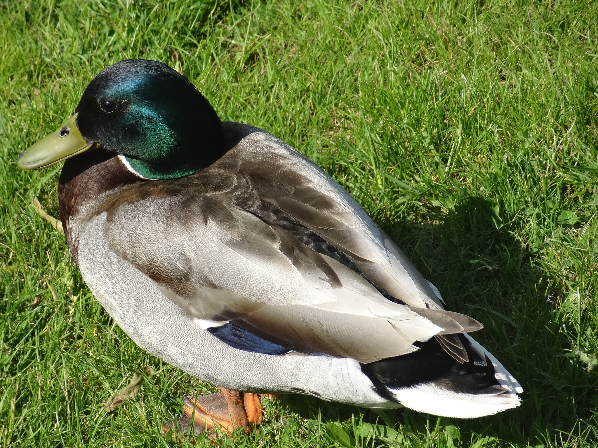 Sony Cyber-shot DSC-HX10V sample photo. Portrait of duck photography