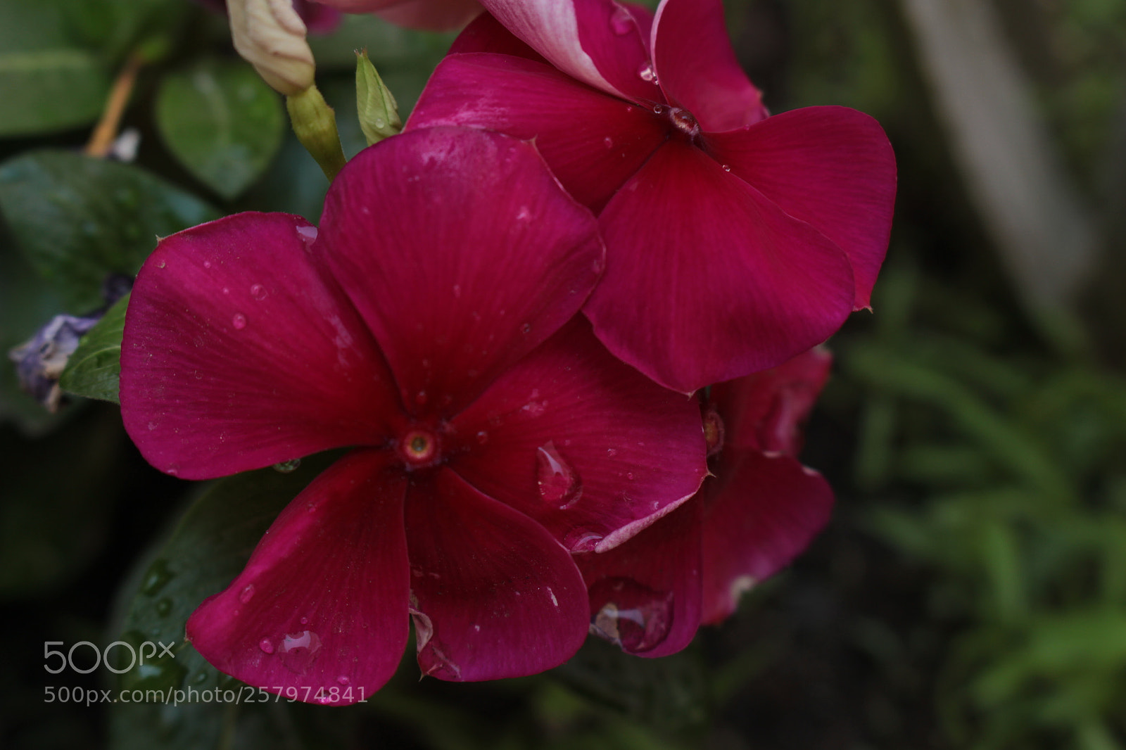 Canon EOS 700D (EOS Rebel T5i / EOS Kiss X7i) sample photo. Sed photography