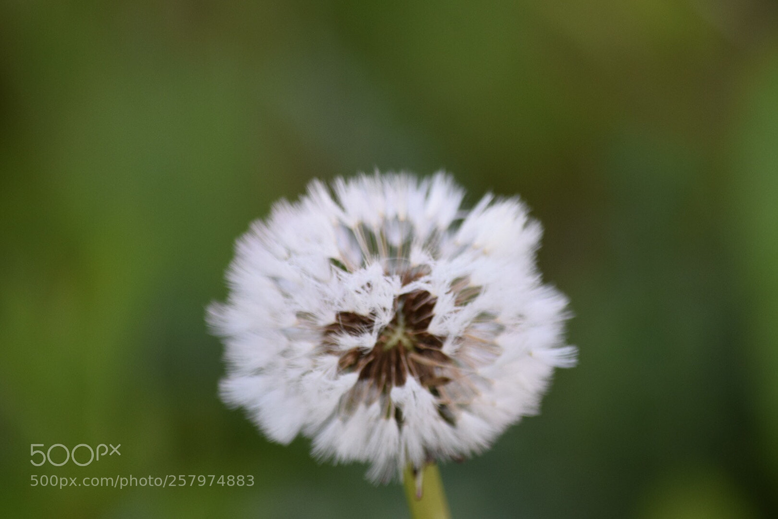 Nikon D5300 sample photo. Untitled photography