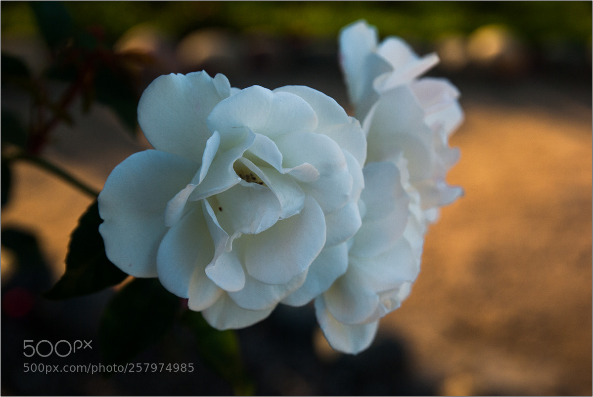 Sony Alpha DSLR-A100 sample photo. Rosewhite o4 photography