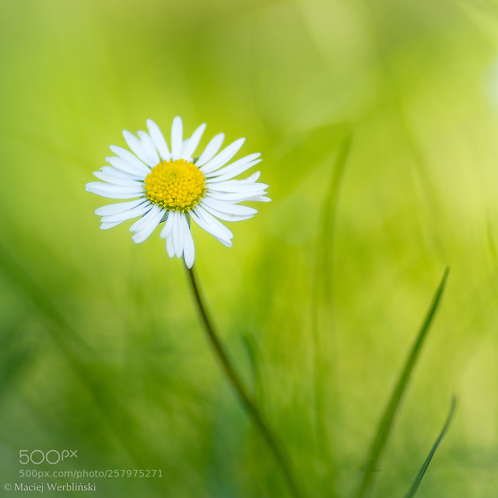 Pentax K-50 sample photo. Spring flower photography