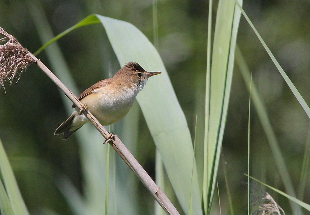 Canon EF 400mm F5.6L USM sample photo. Rousserolle effarvatte acrocephalus scirpaceus - e photography