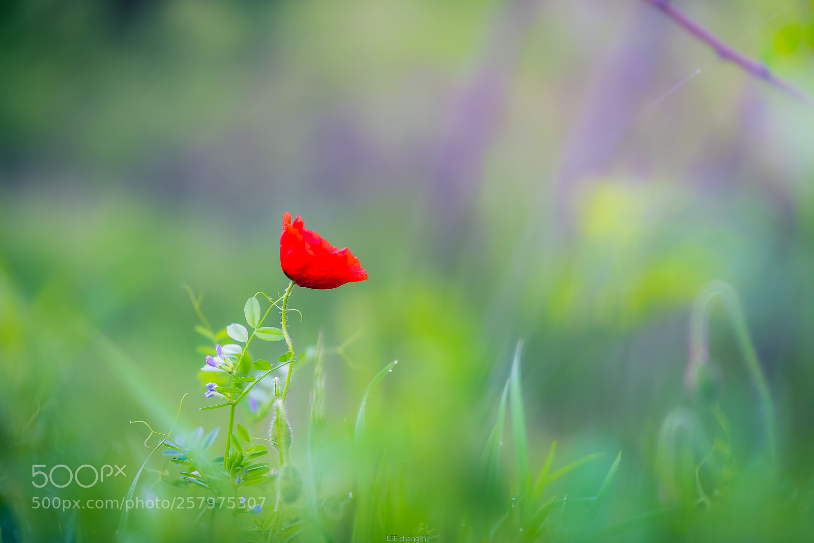 Nikon D810 sample photo. Red poppy photography