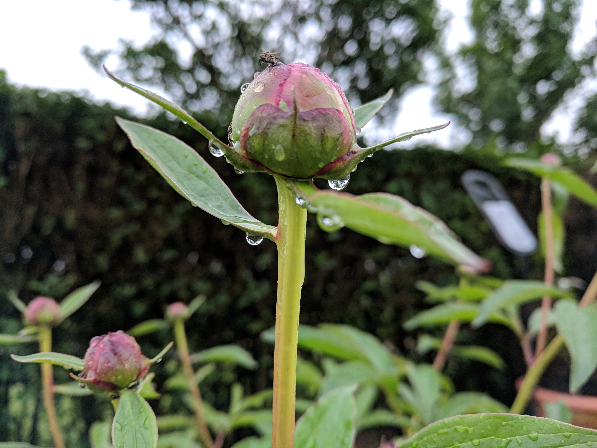 Google Pixel XL sample photo. Flower on morning ... photography
