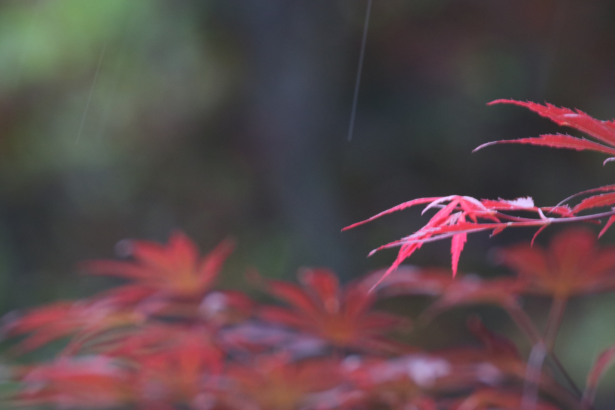 Canon EOS 80D + Tamron SP 150-600mm F5-6.3 Di VC USD sample photo. 雨丝红叶red leaf of rain silk photography