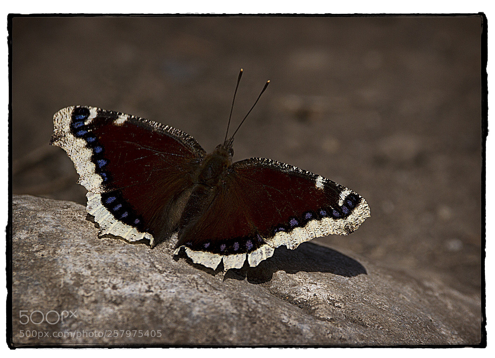 Canon EOS 7D sample photo. Mourning cloak nymphalis. photography