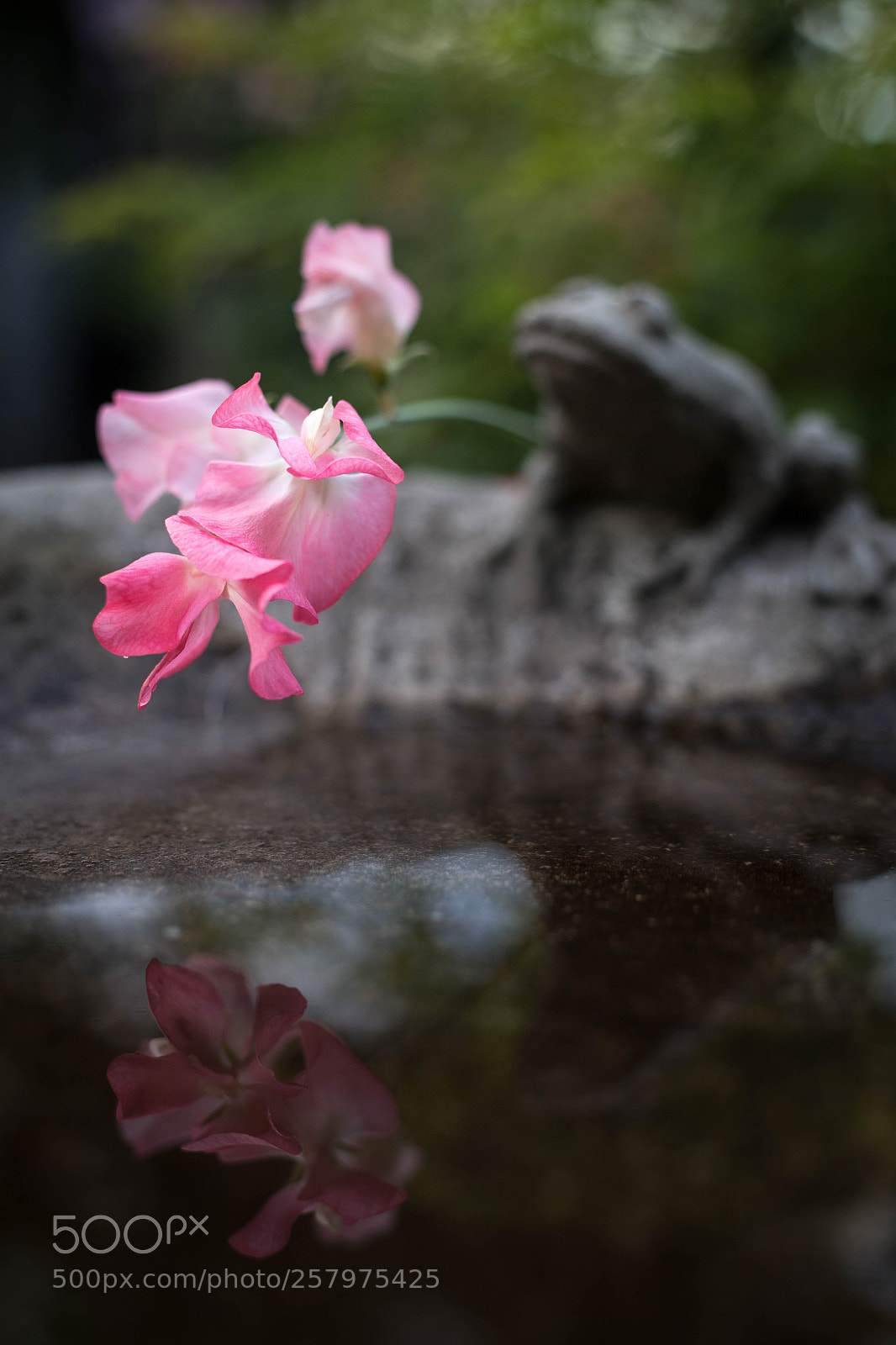 Canon EOS 6D sample photo. Sweet peas and a photography