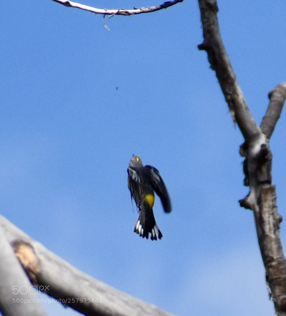 Nikon D3400 sample photo. Hunting photography