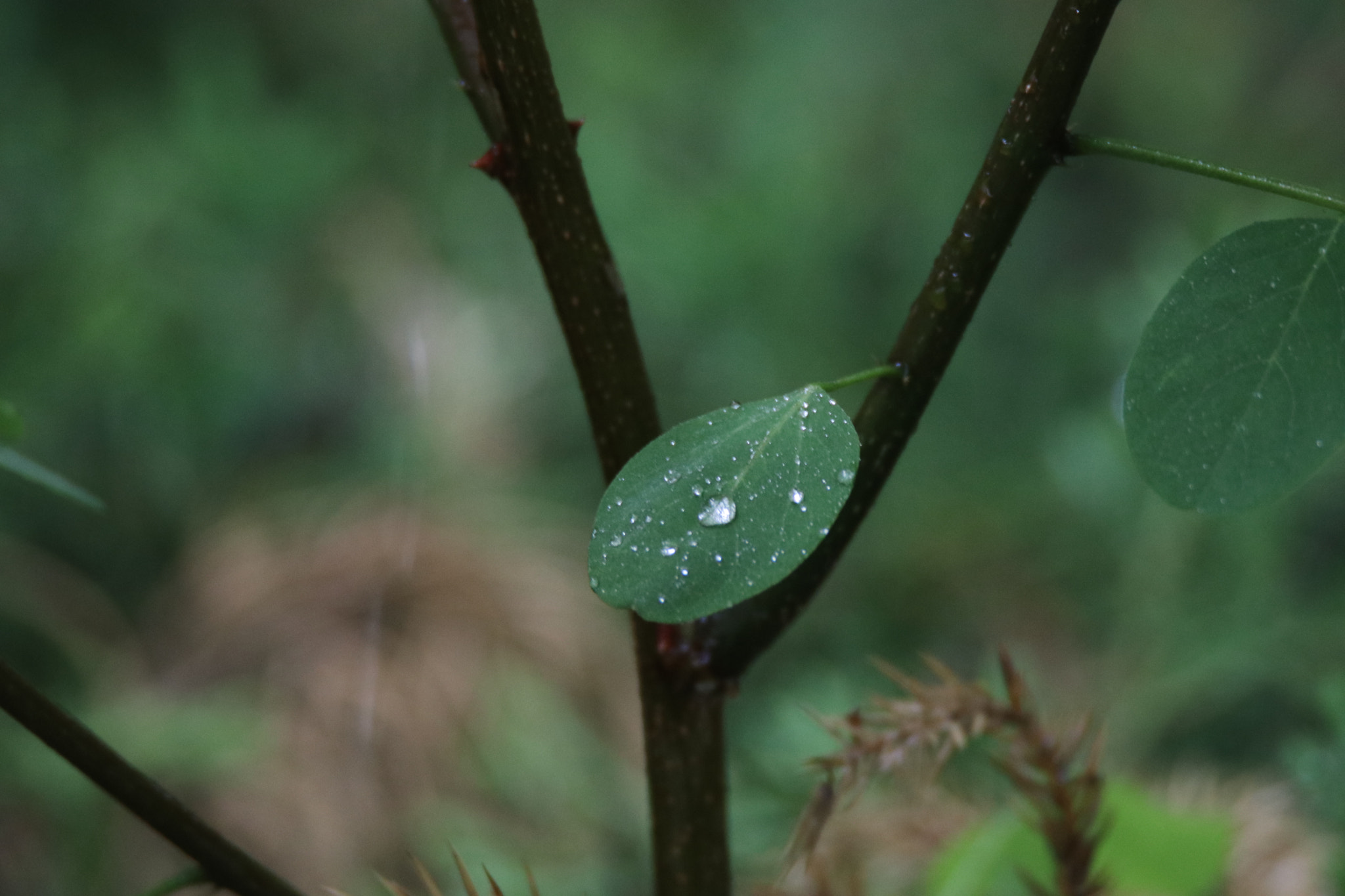 Canon EOS 80D sample photo. 叶雨露leaf rain and dew photography