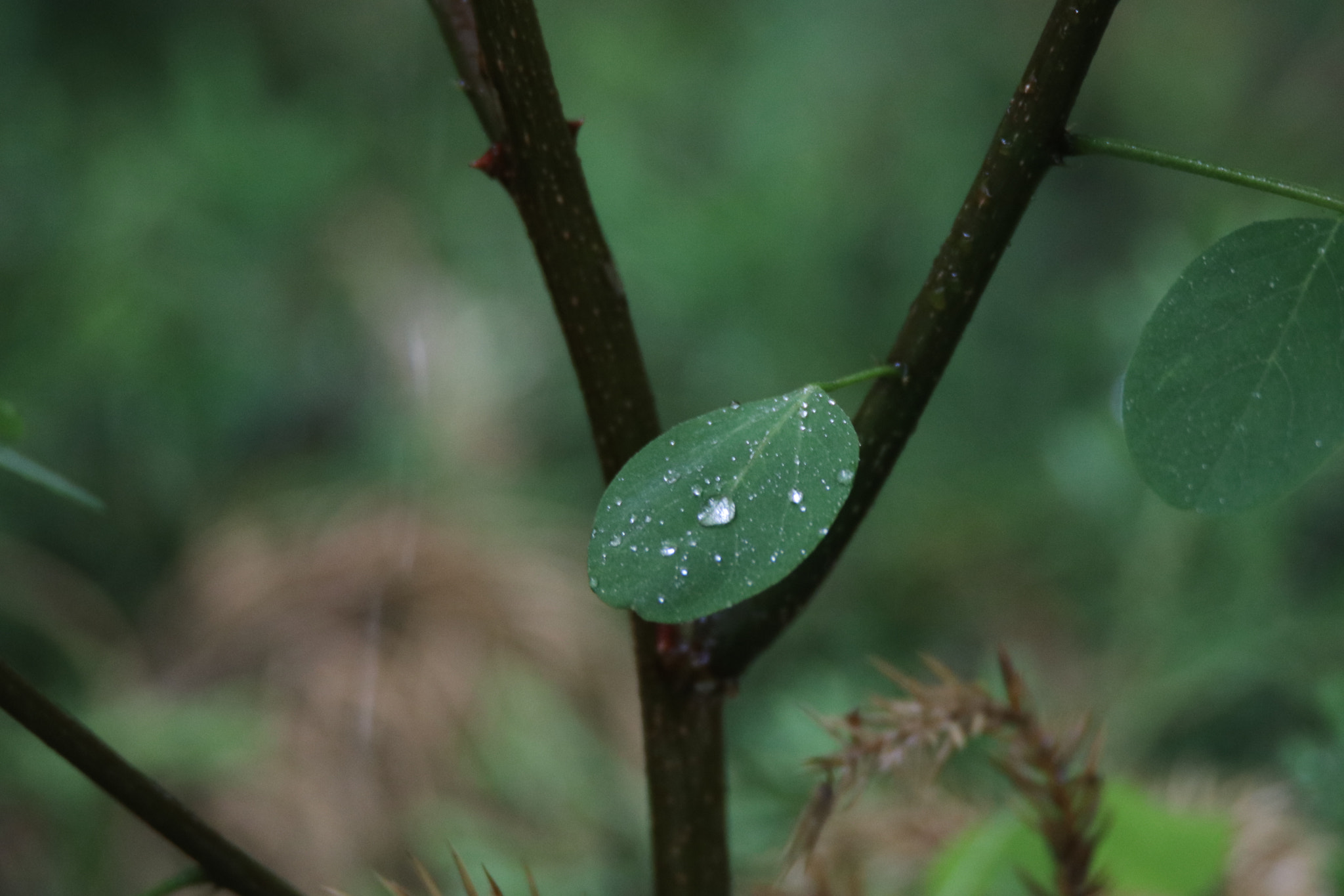 Tamron SP 150-600mm F5-6.3 Di VC USD sample photo. 叶雨露leaf rain and dew photography