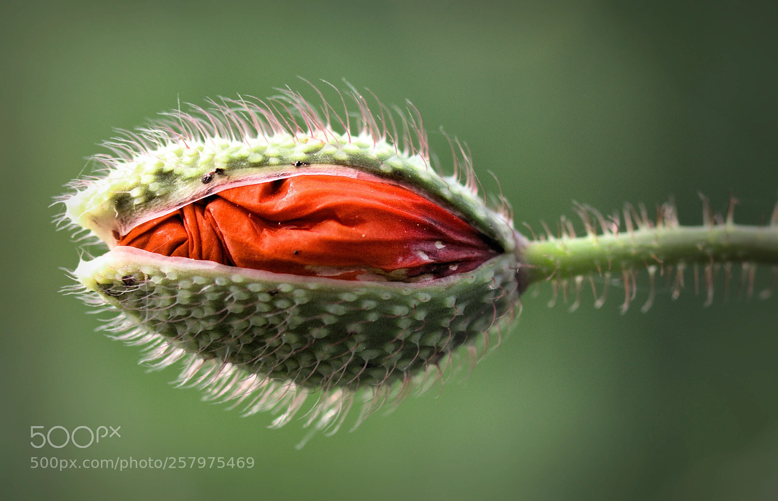 Canon EOS 700D (EOS Rebel T5i / EOS Kiss X7i) sample photo. Mohnblumen knospe photography